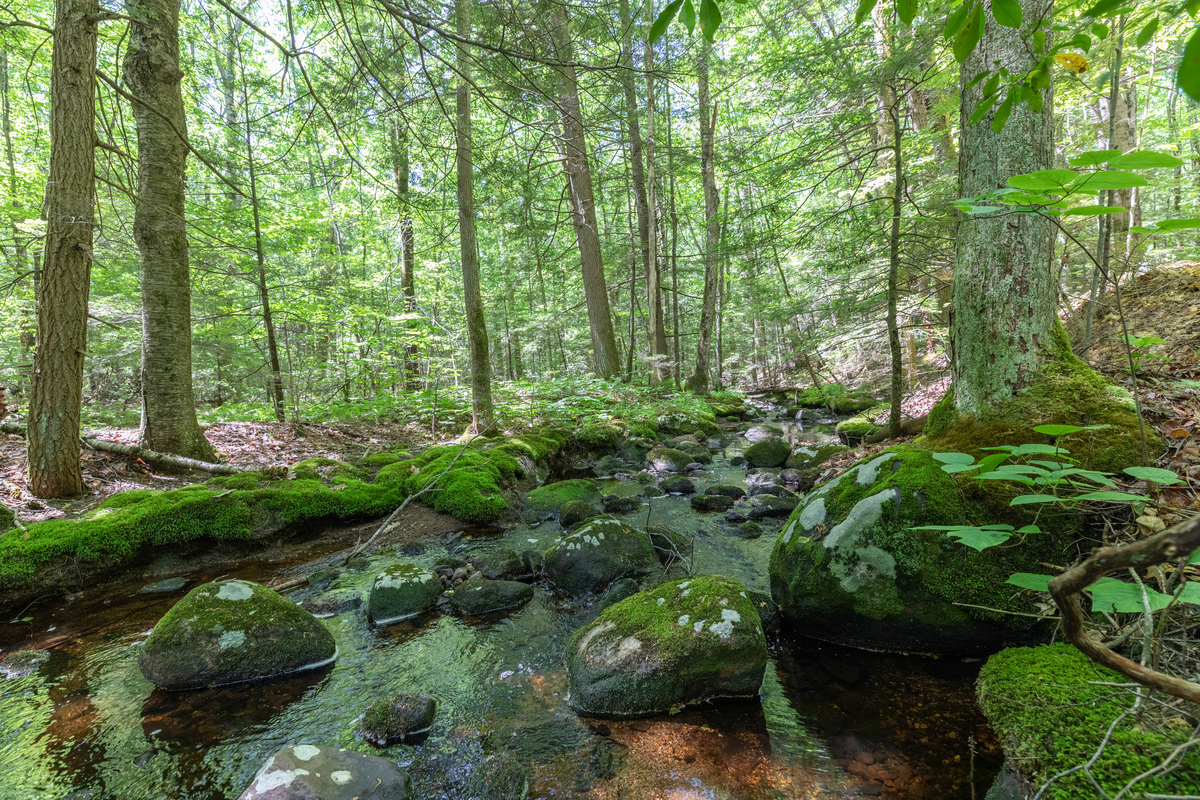 Large and small rocks in a slow moving stream, surrounded by a forest.