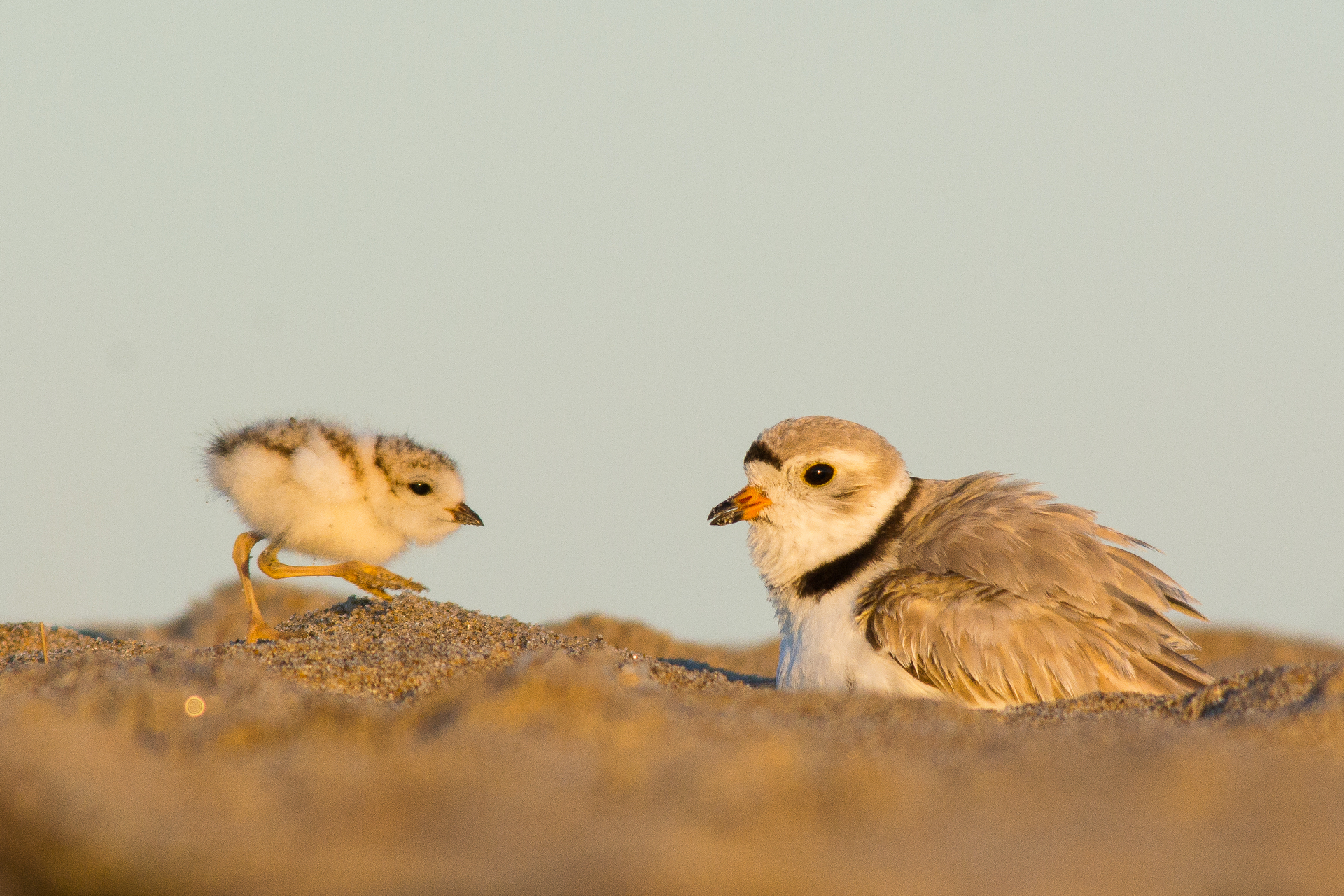 A Piping Plover chick and adult on a beach