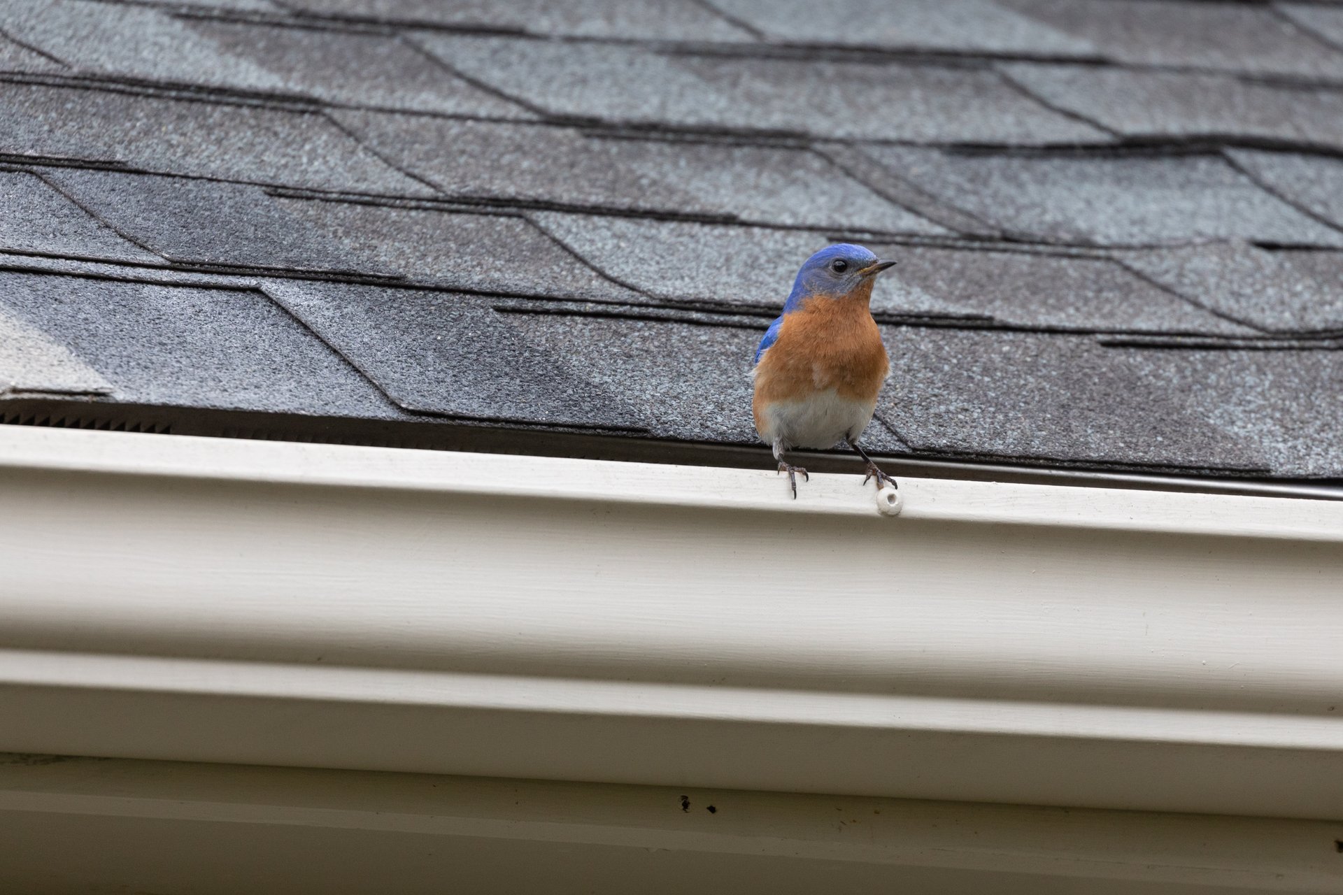 eastern bluebird on house gutter