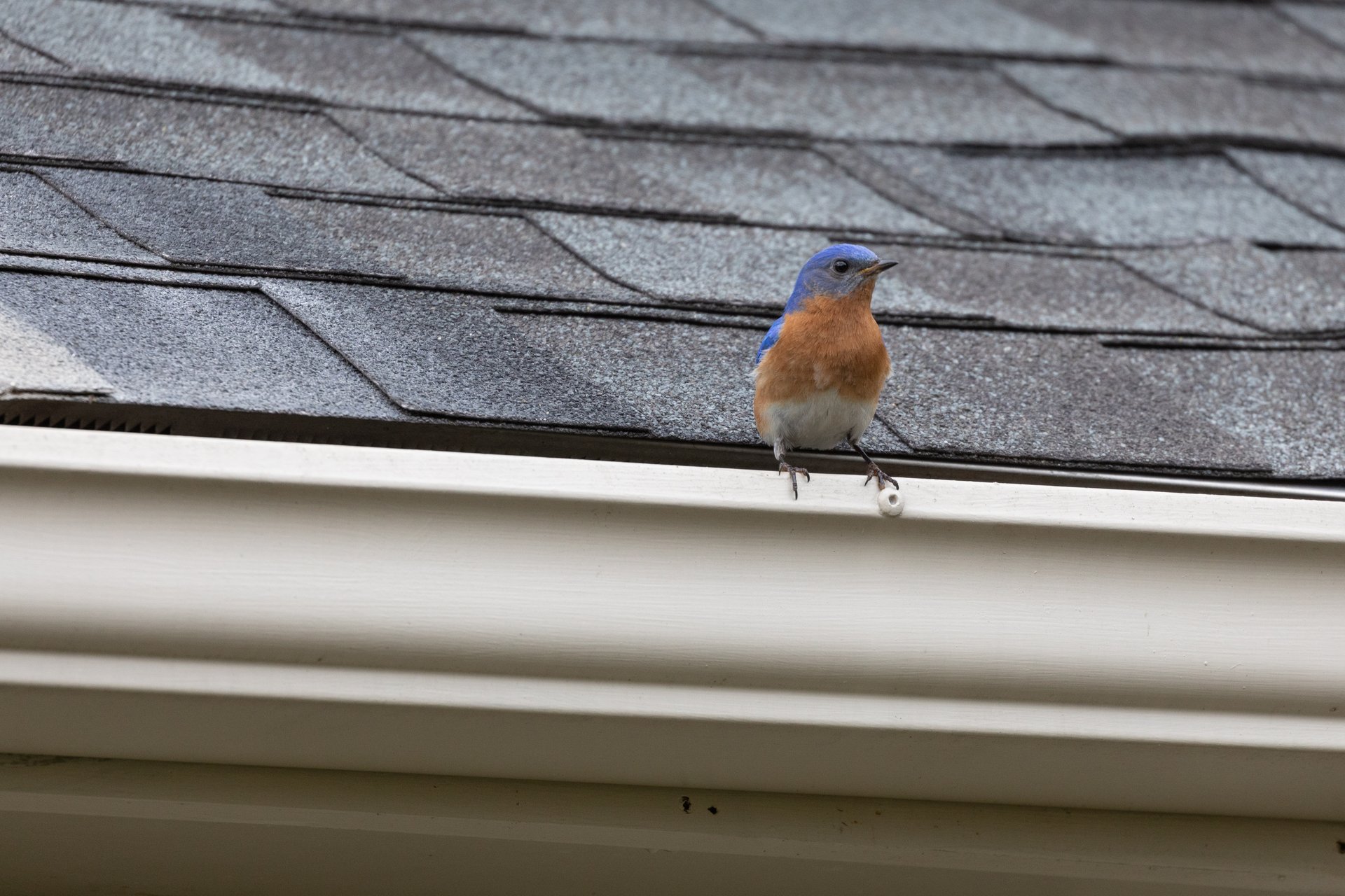 eastern bluebird on house gutter