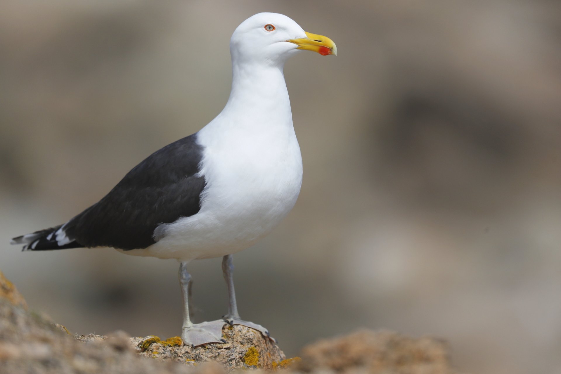 black and white gull standing on rock