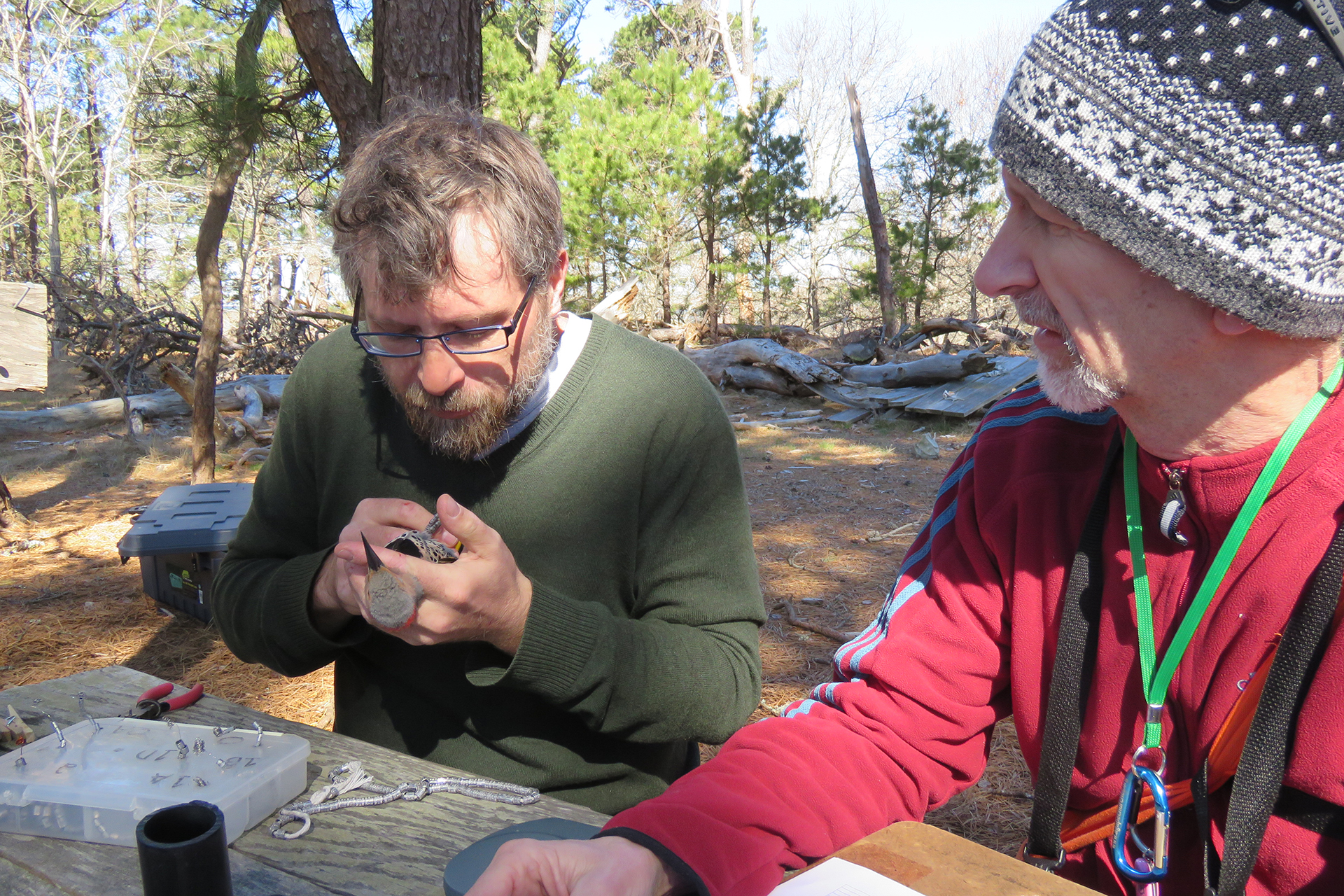 James Junda and a volunteer inspecting a banded bird