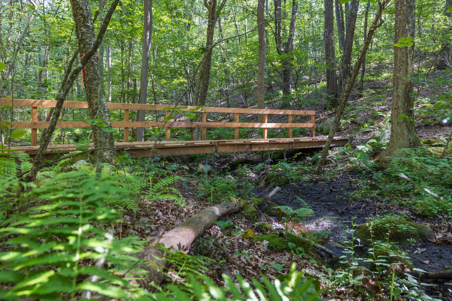 forested bridge over water
