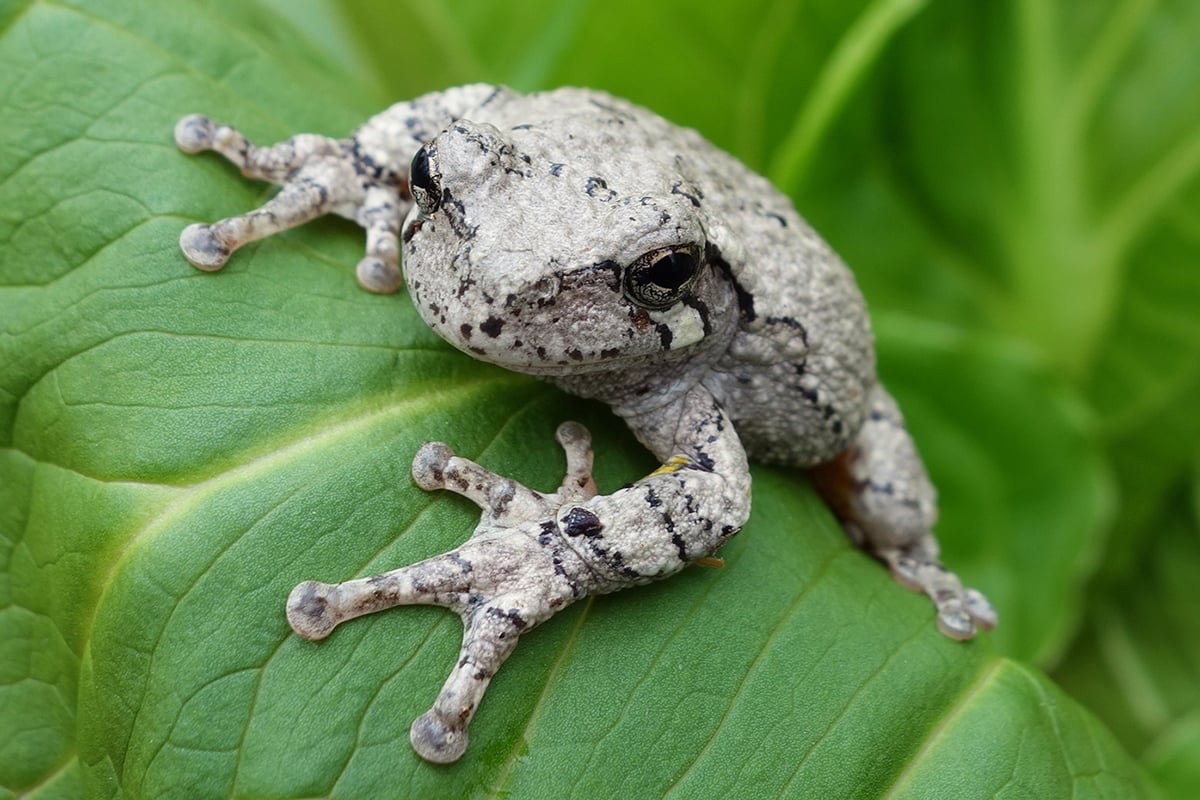 Gray Treefrog on a leaf