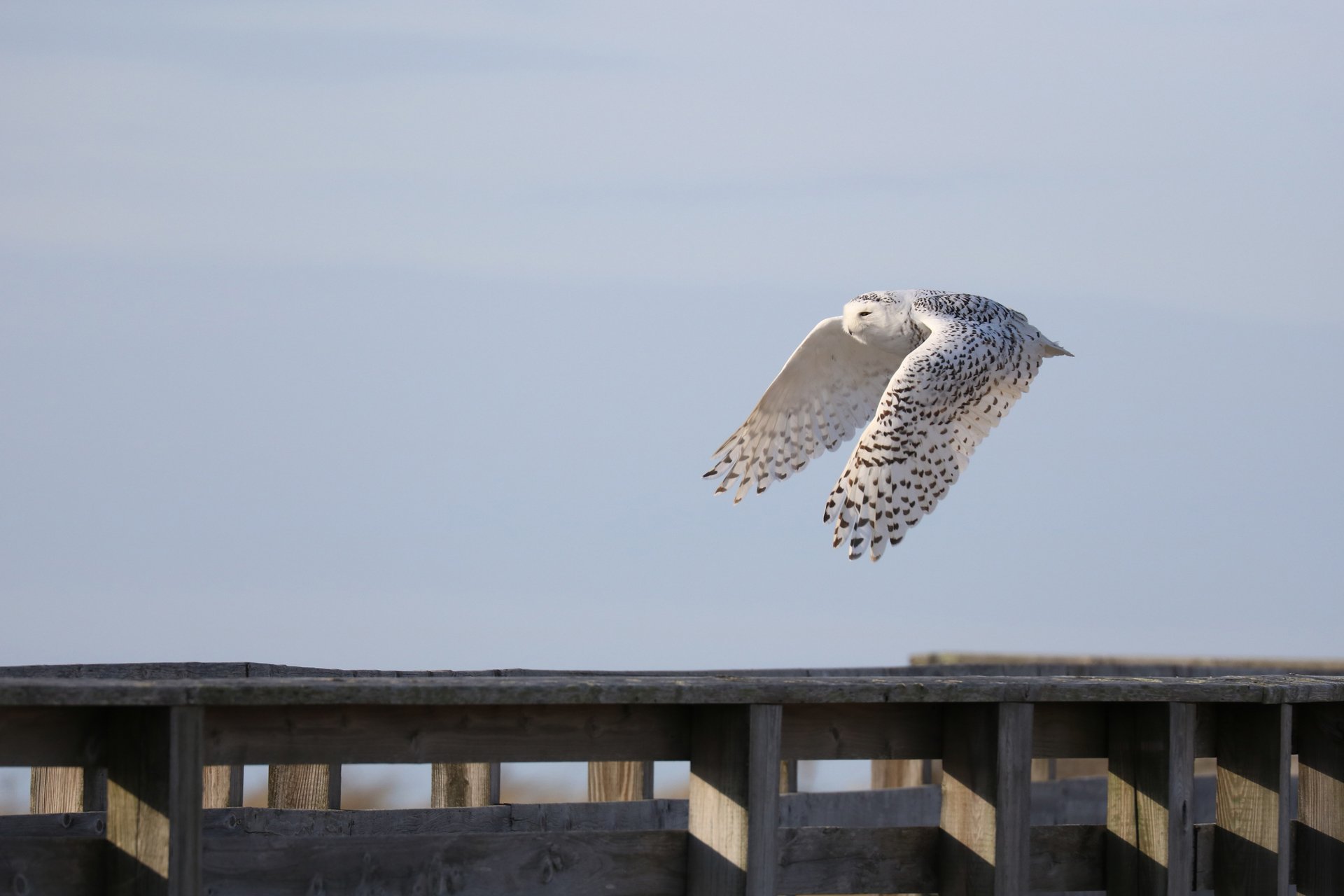 Snowy Owl in flight Bill McMahon