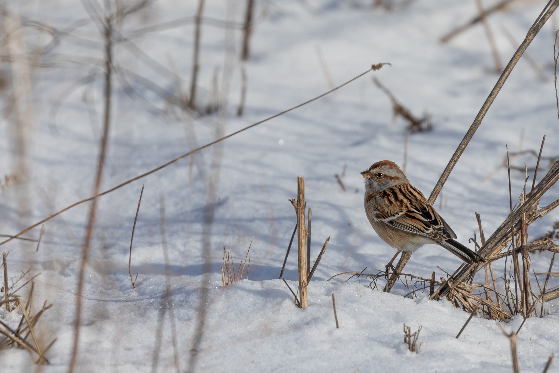 An American Tree Sparrow is perched above the snow.
