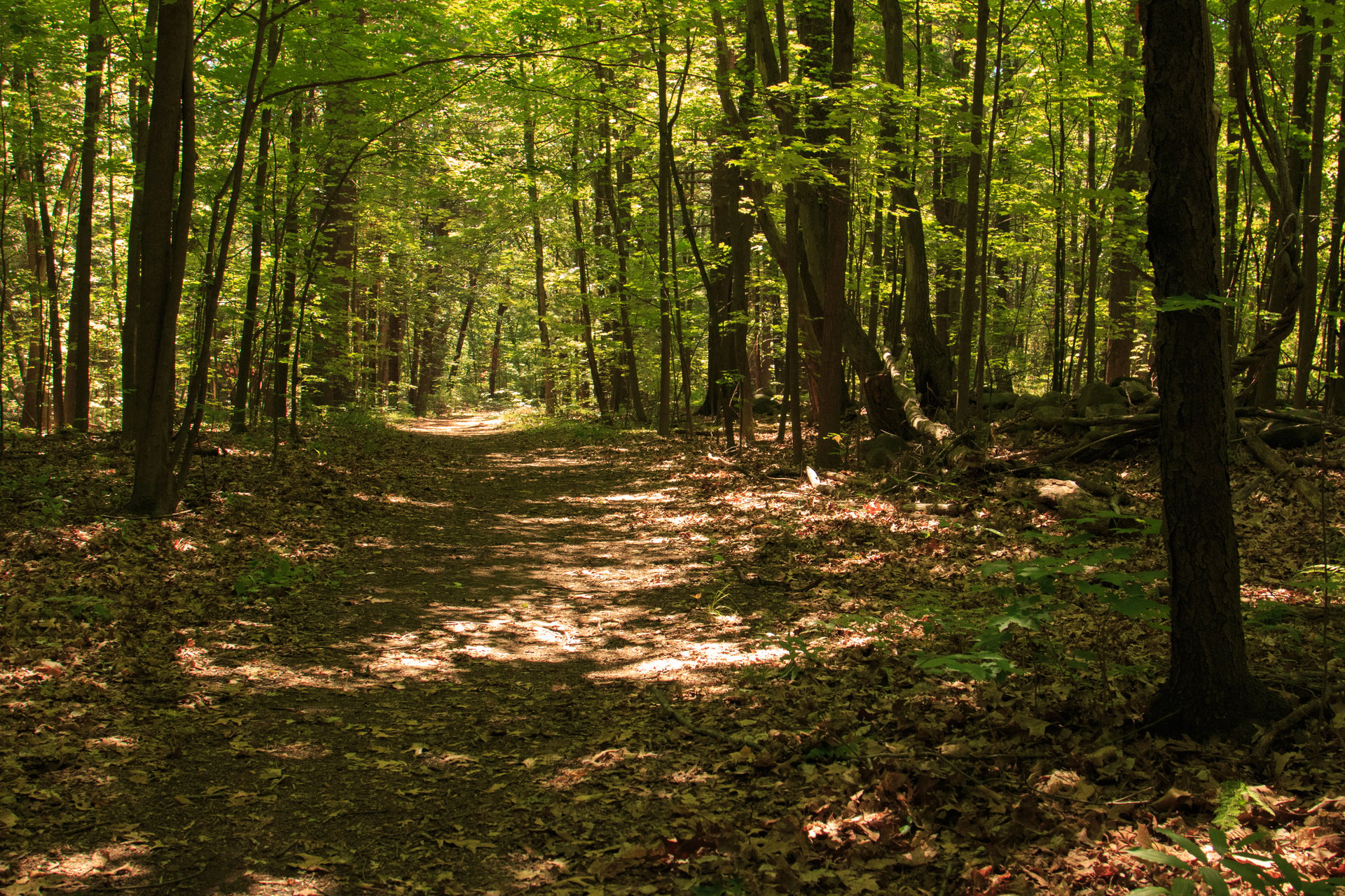 A trail in a forest covered with golden fall foliage.