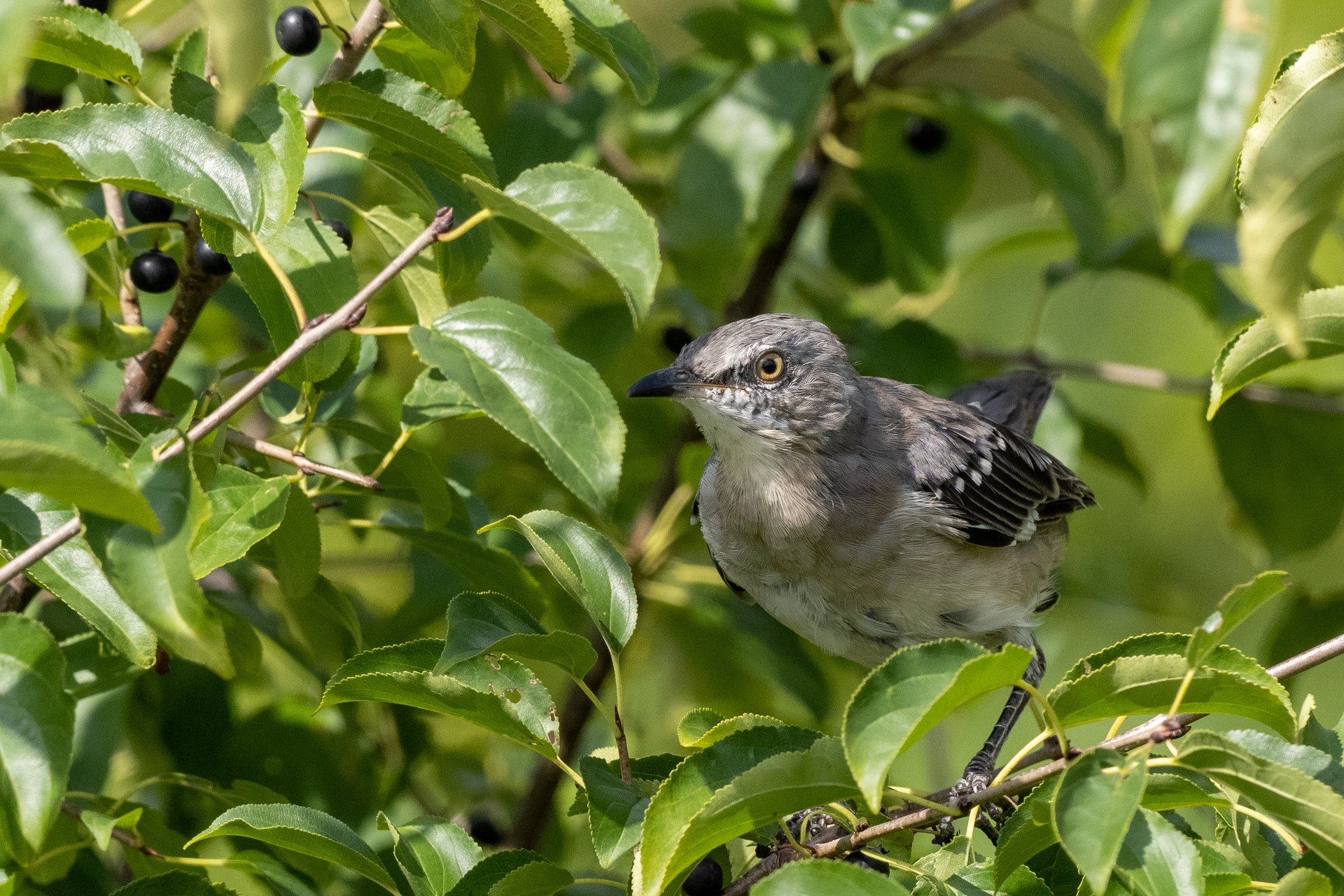 Northern Mockingbird nestled among leaves