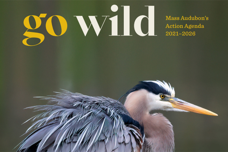 crop of the cover of Action Agenda - Go Wild Action Agenda 2021-2026 Great Blue Heron