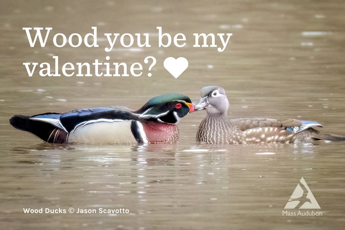 Wood Duck Valentine