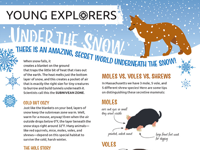 Young Explorers - Under the Snow Activity Sheet