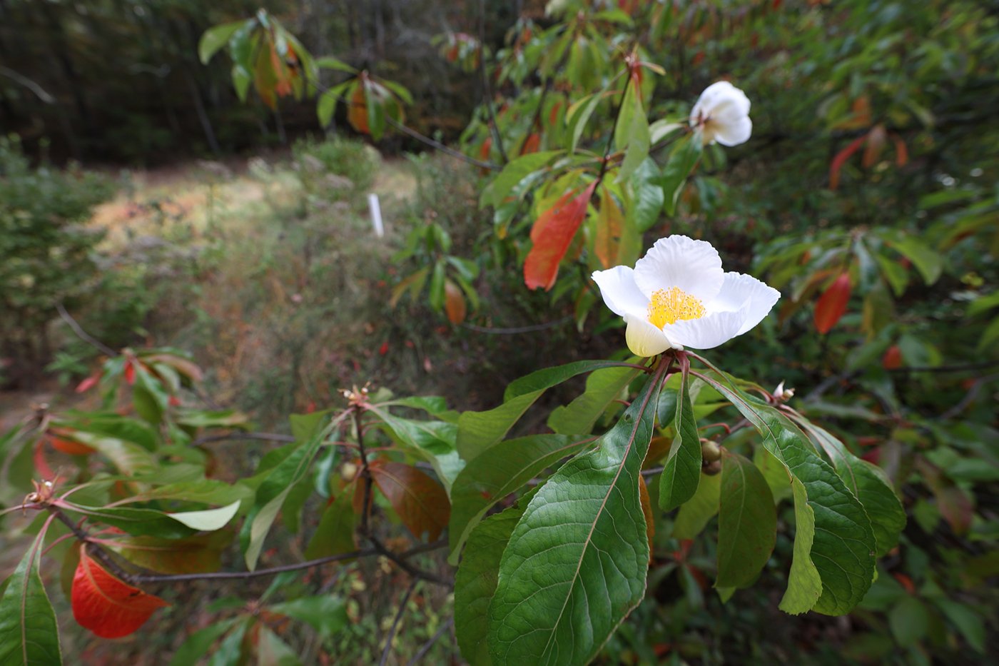 White bloom of the rare Franklinia tree