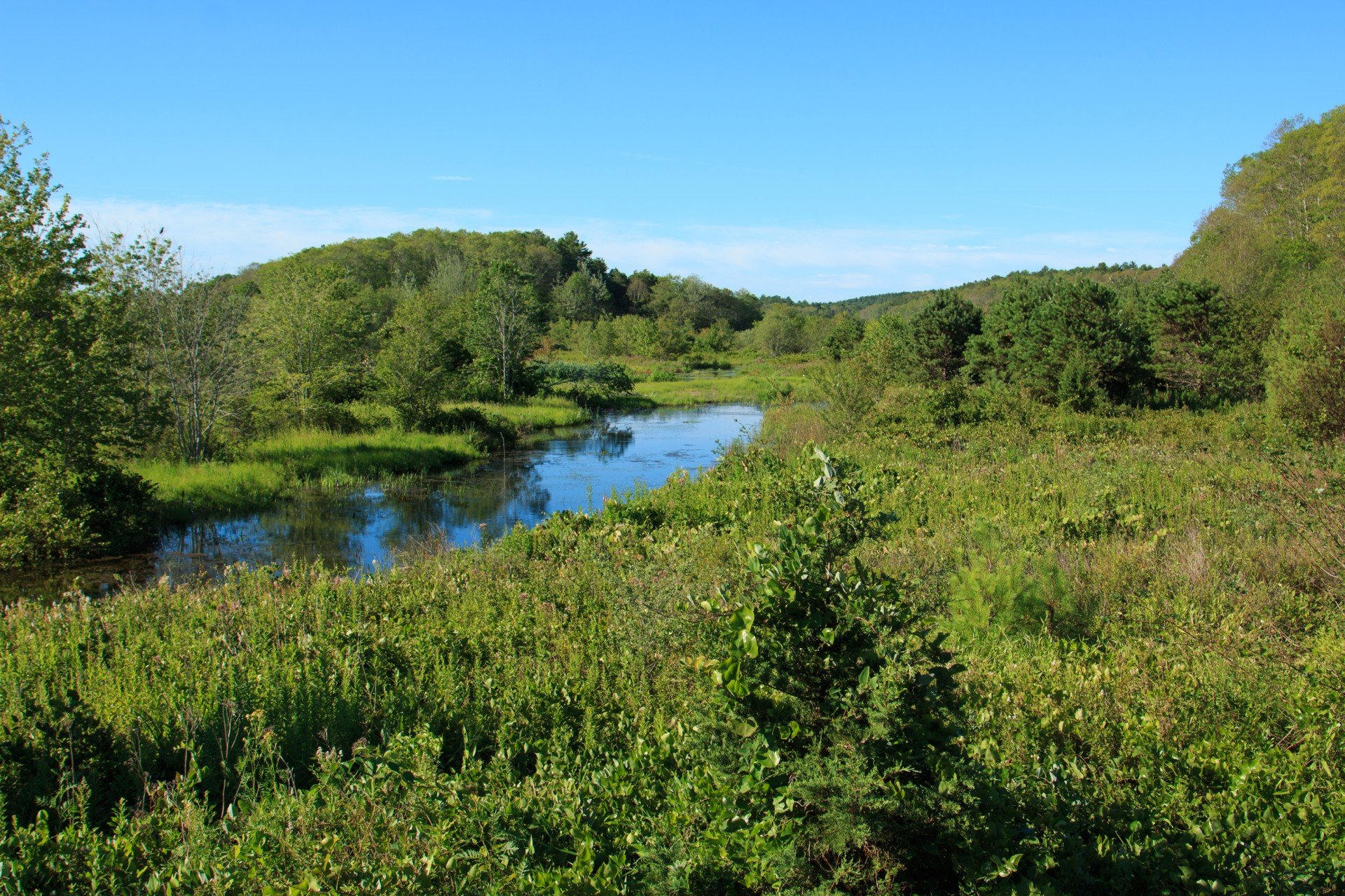 healthy wetland with green vegetation and stream