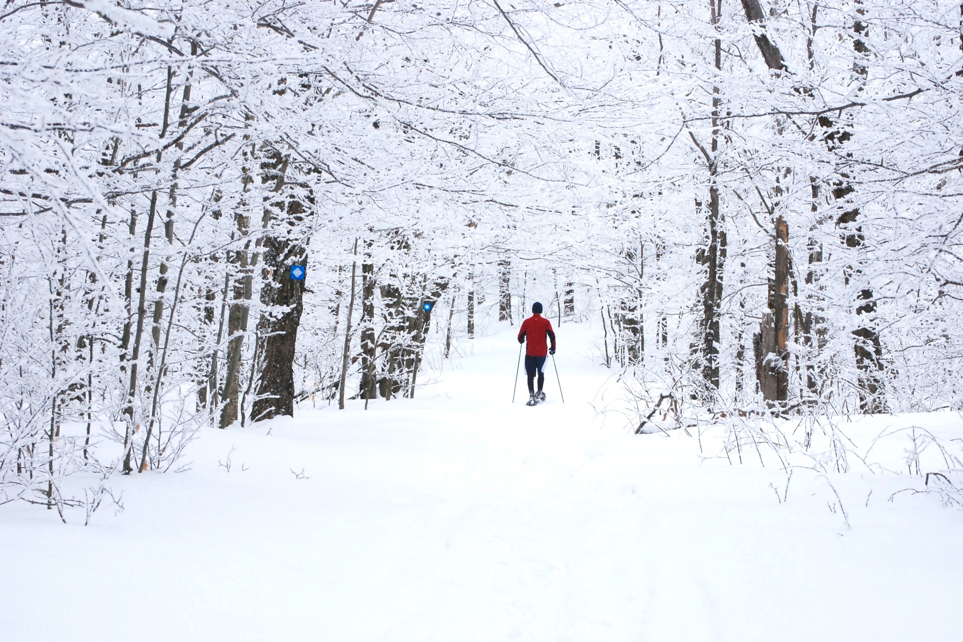 Person in a red coat snowshoeing on a very snowy trail