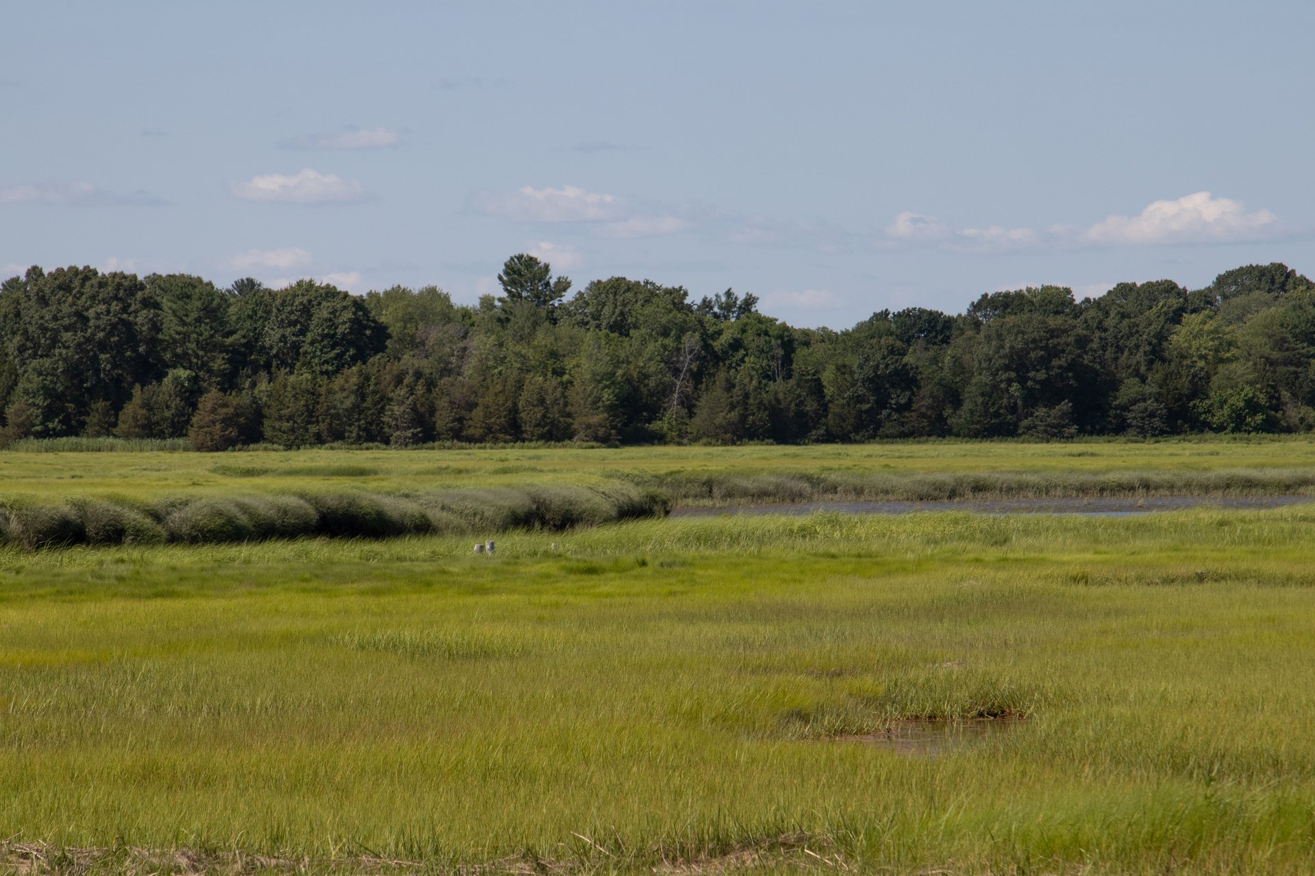 Green marshy wetlands with a river running through. On the far side of the marsh is a tall evergreen forest.