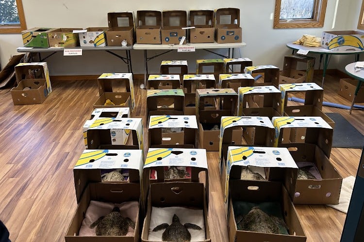 sea turtles in banana boxes