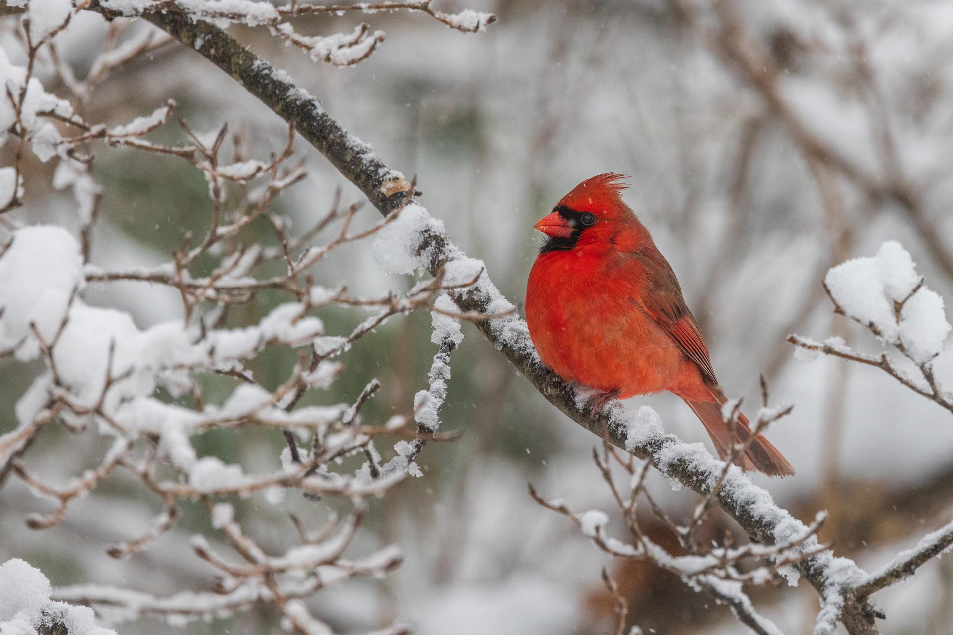 Northern Cardinal on snowy branch