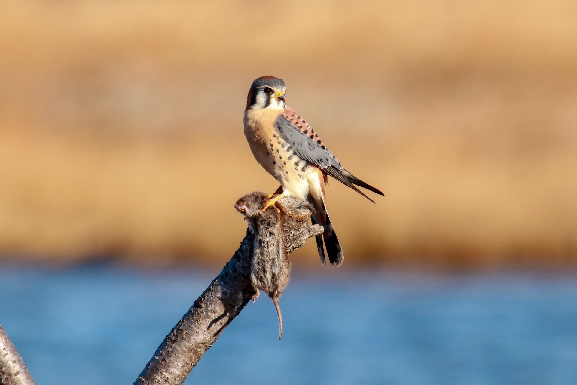 American Kestrel perched on branch with rodent catch