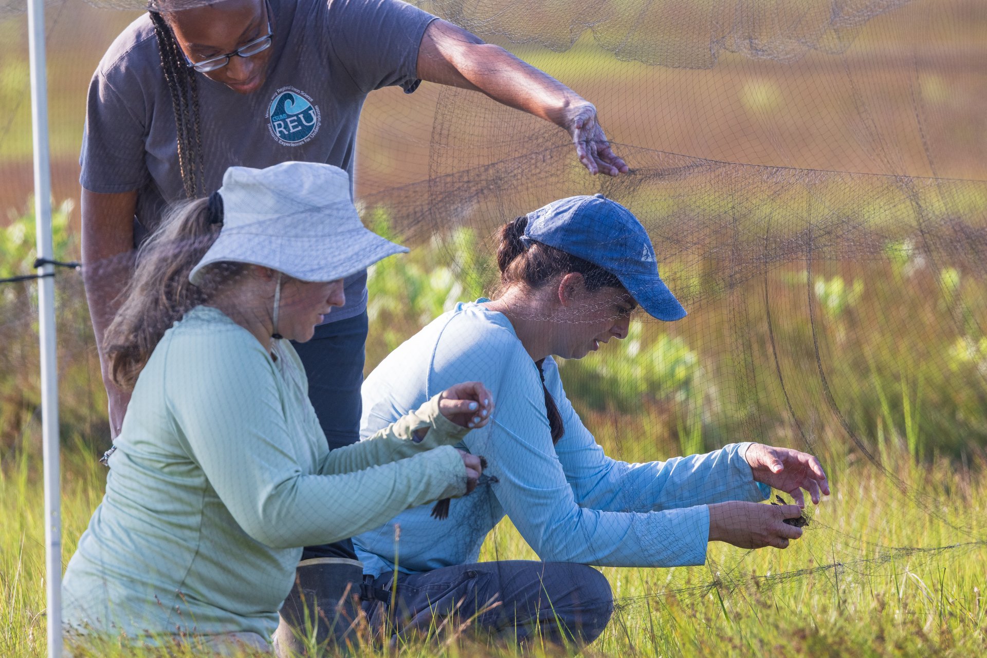 Bird banders getting birds from net