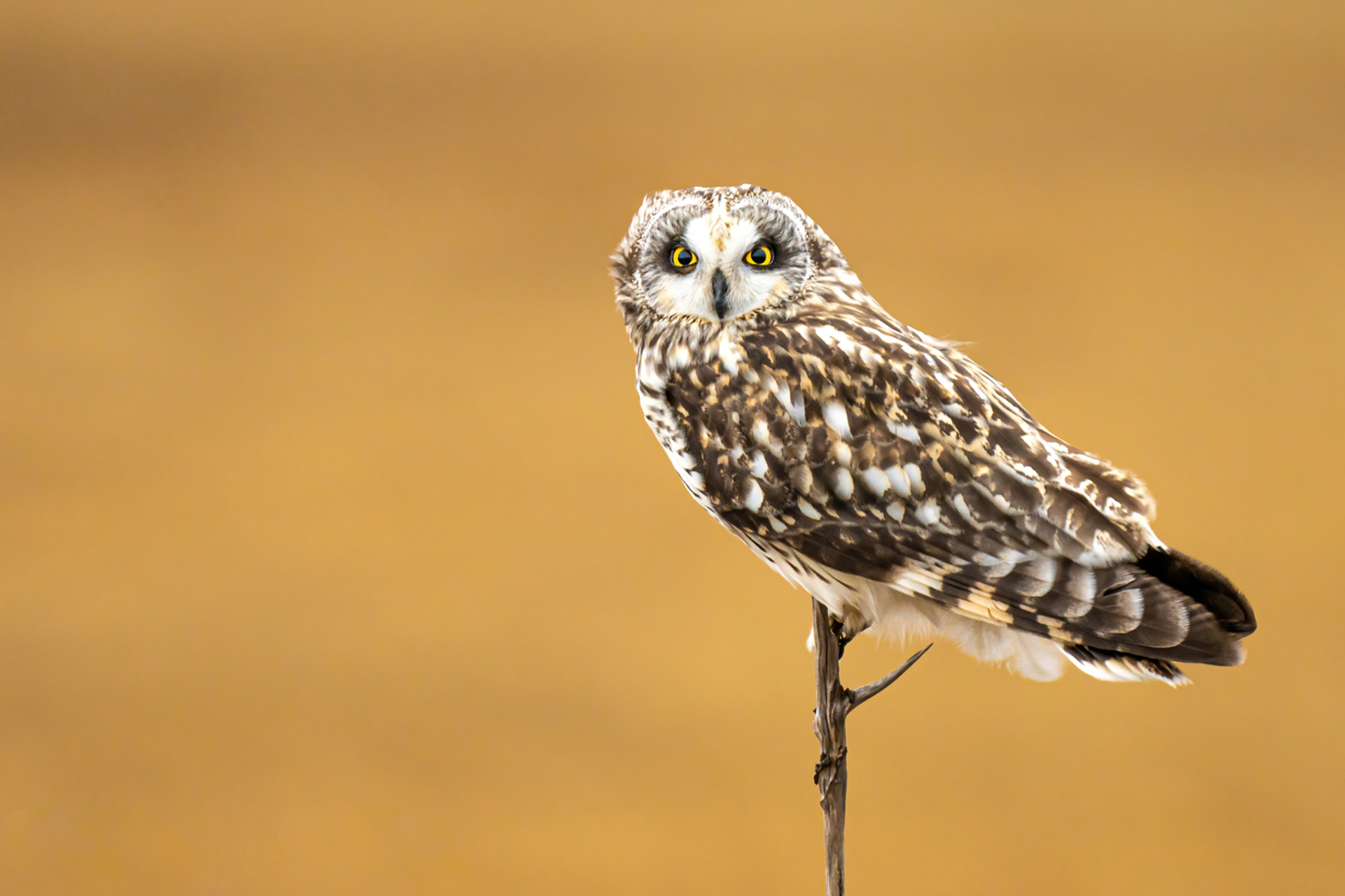Short-eared Owl perched on a stick