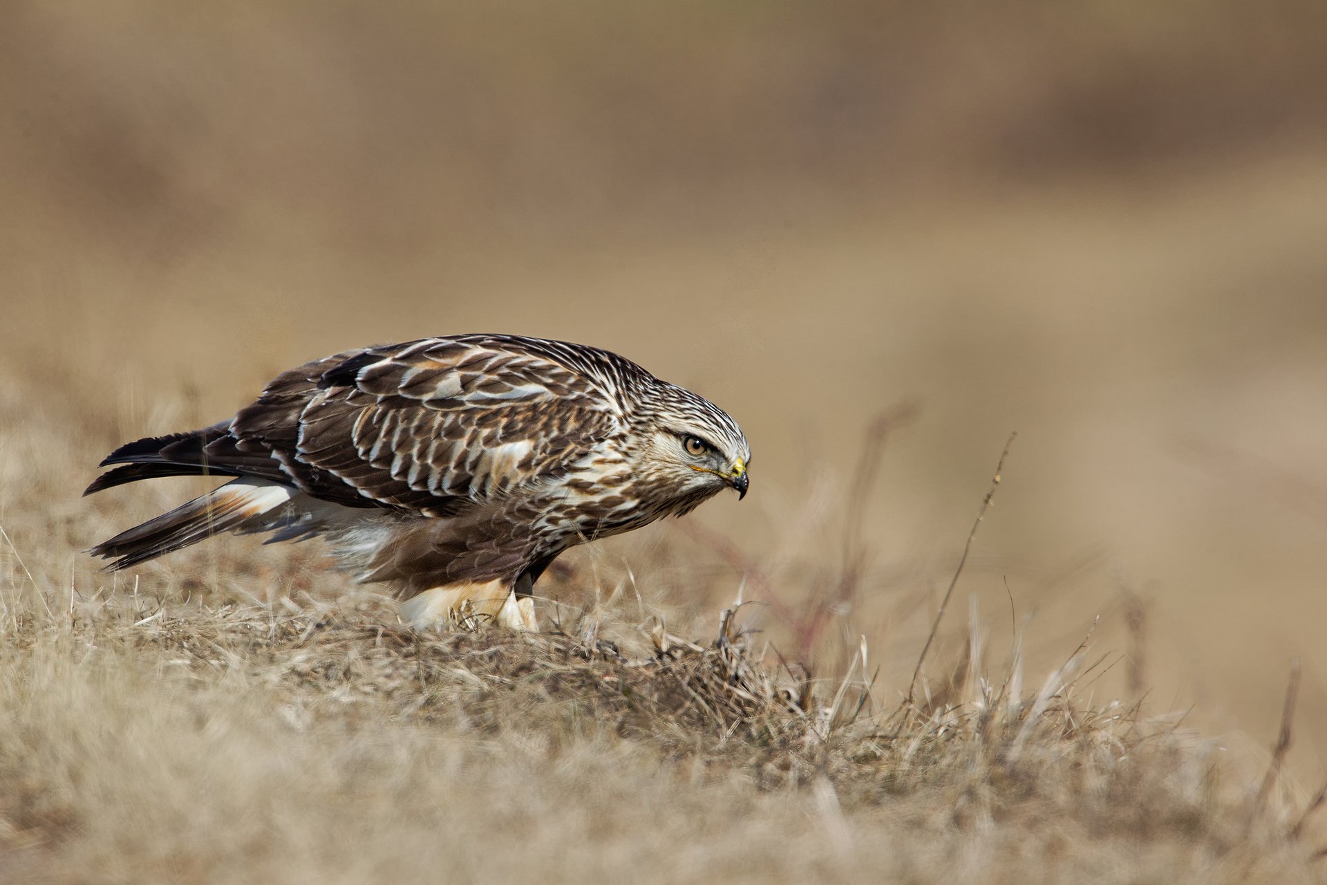 Rough-legged Hawk on the ground