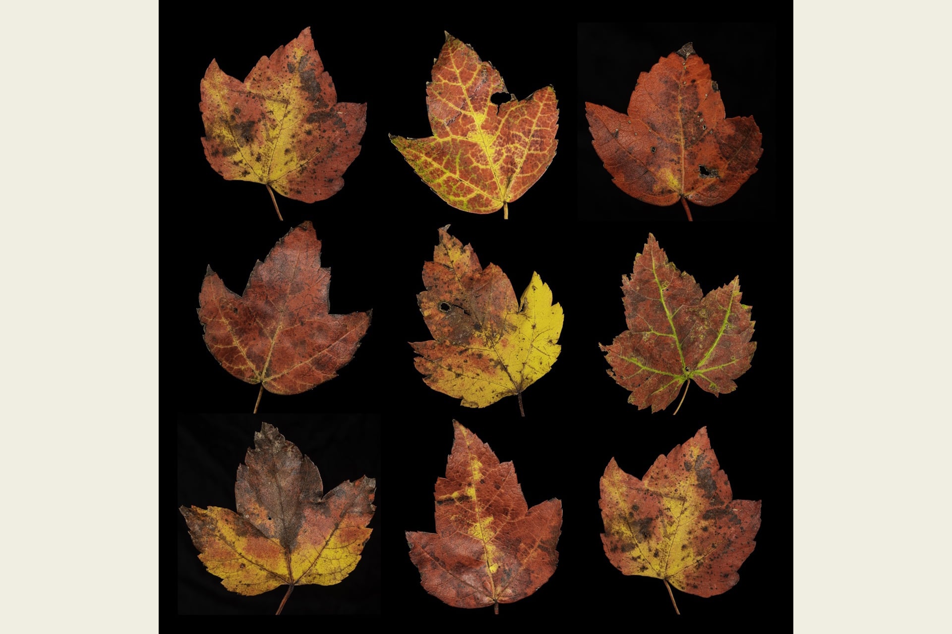 Photograph of yellow- and brown-toned leaves on a solid black background