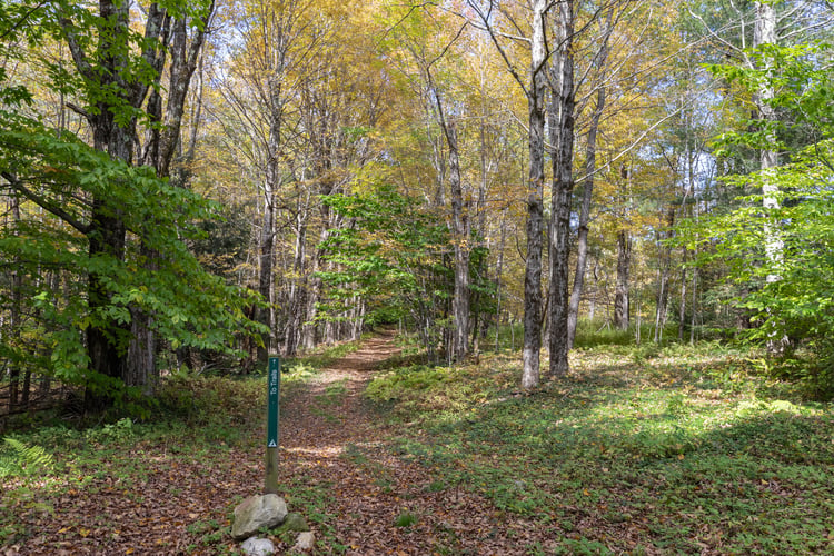 Trail with fallen leaves leading into a forest.