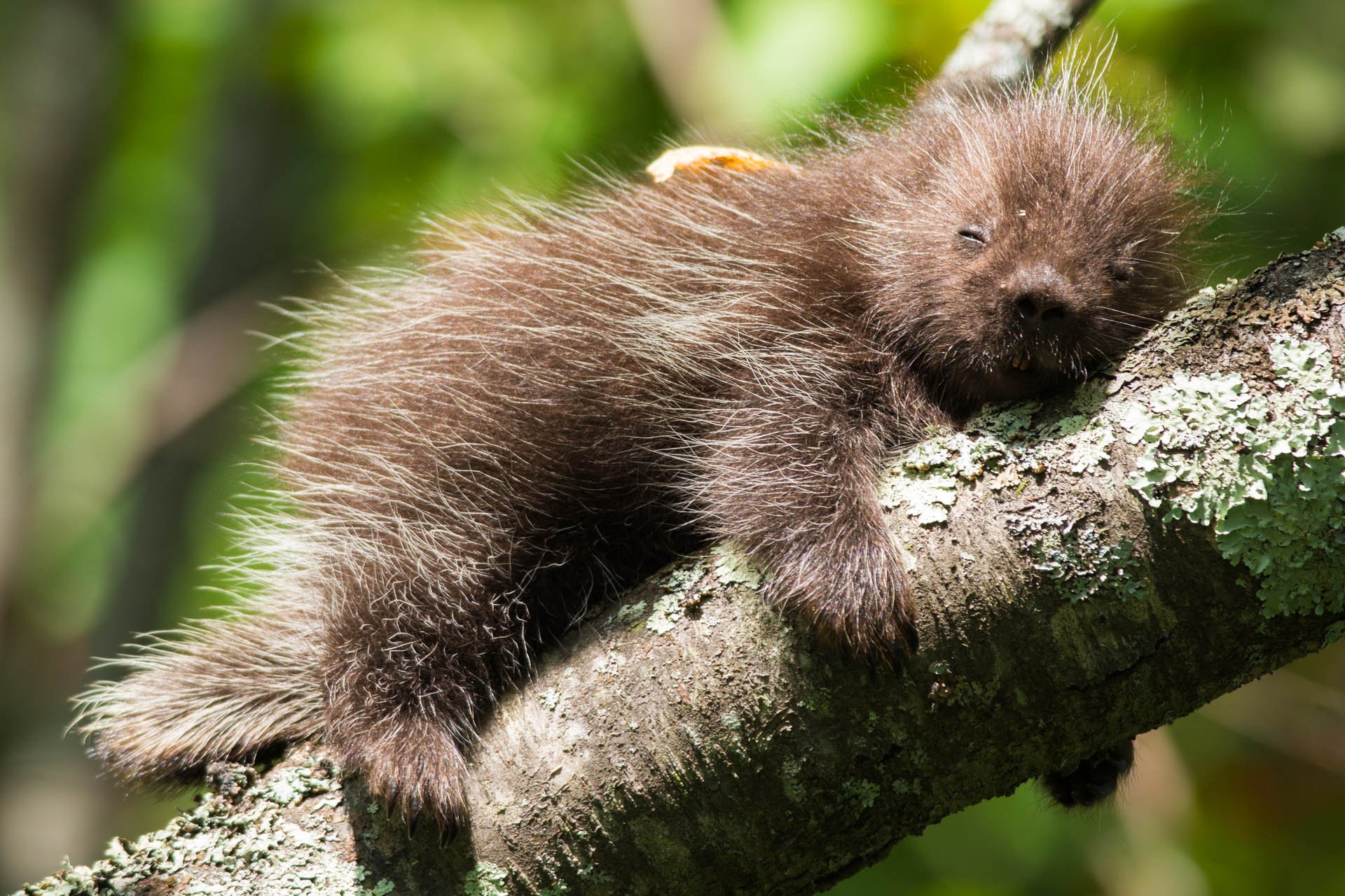 A baby porcupine laying on a branch with limbs dangling.