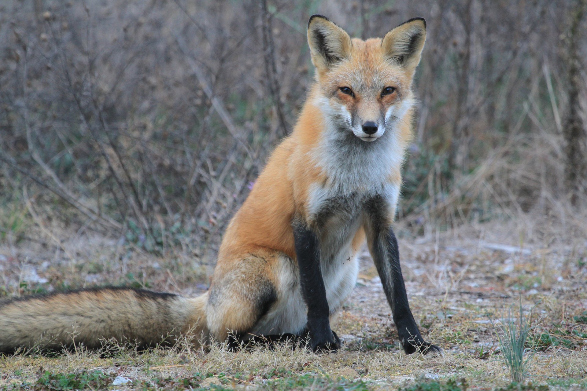 Fox, seated, squinting towards the camera