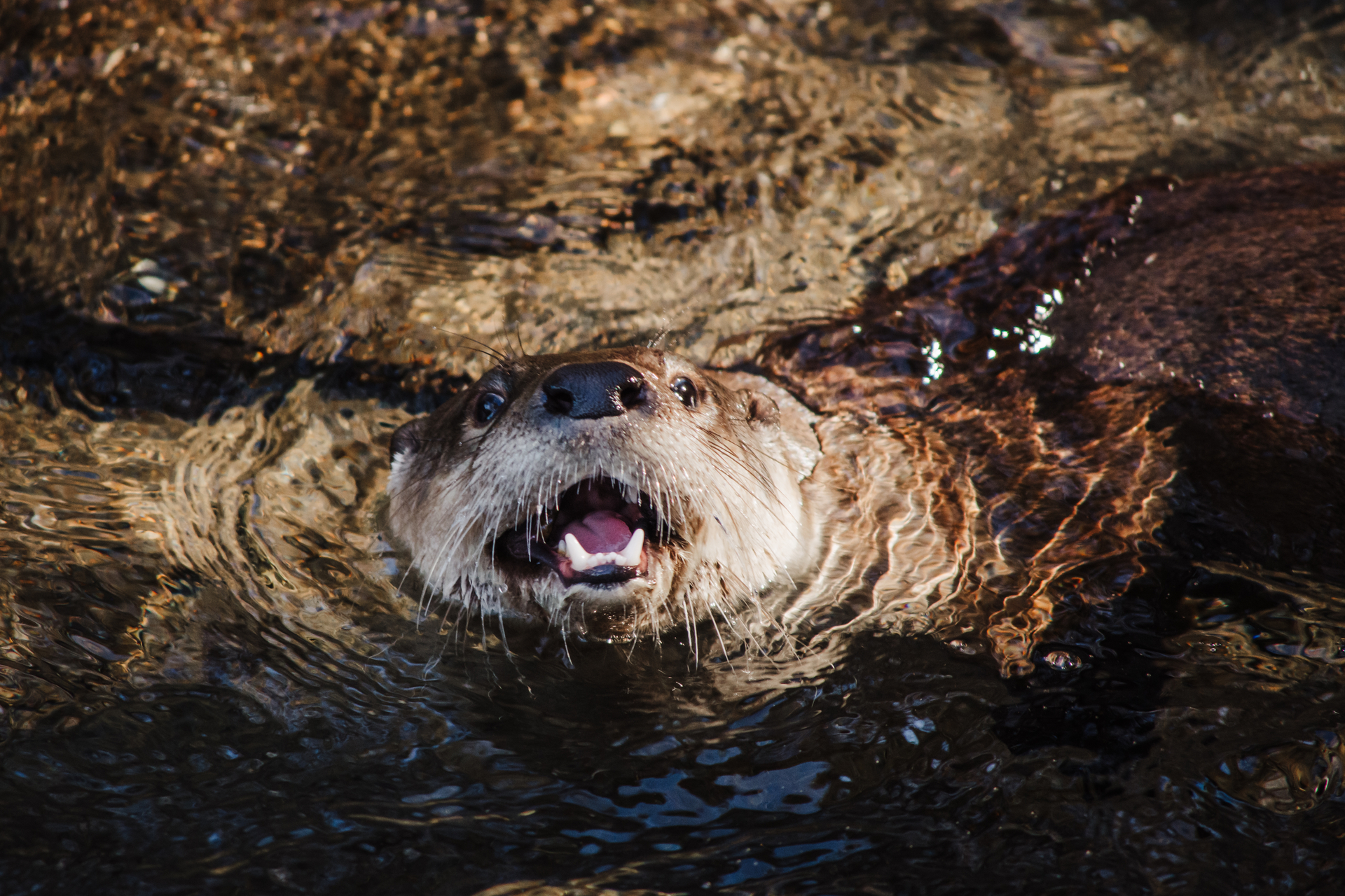 Ginger the North American River Otter peeking out from the water's surface