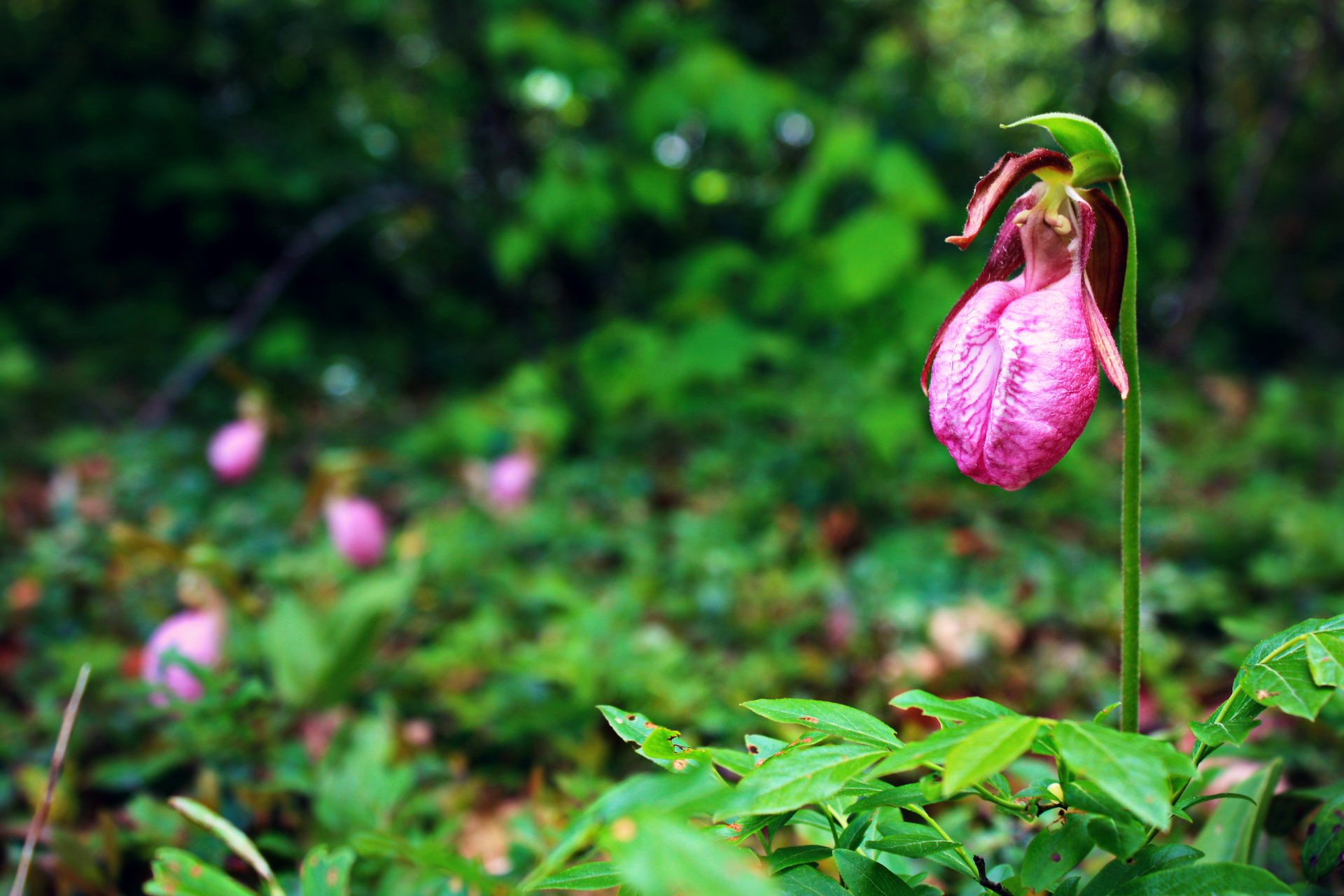 Pink Lady's Slipper in focus, more pink flowers can be seen in the background in green vegetation.