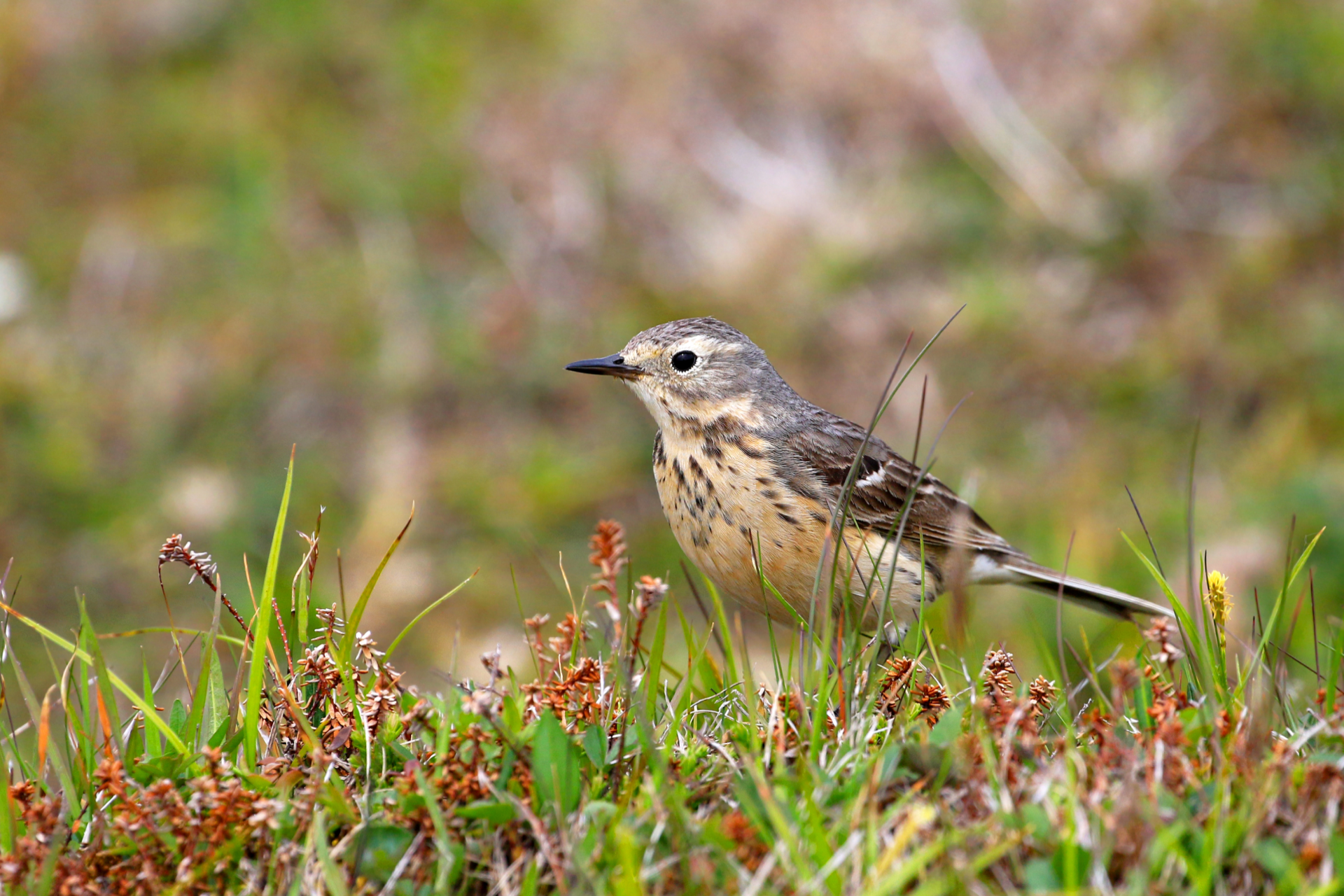 American Pipit bird standing in grass