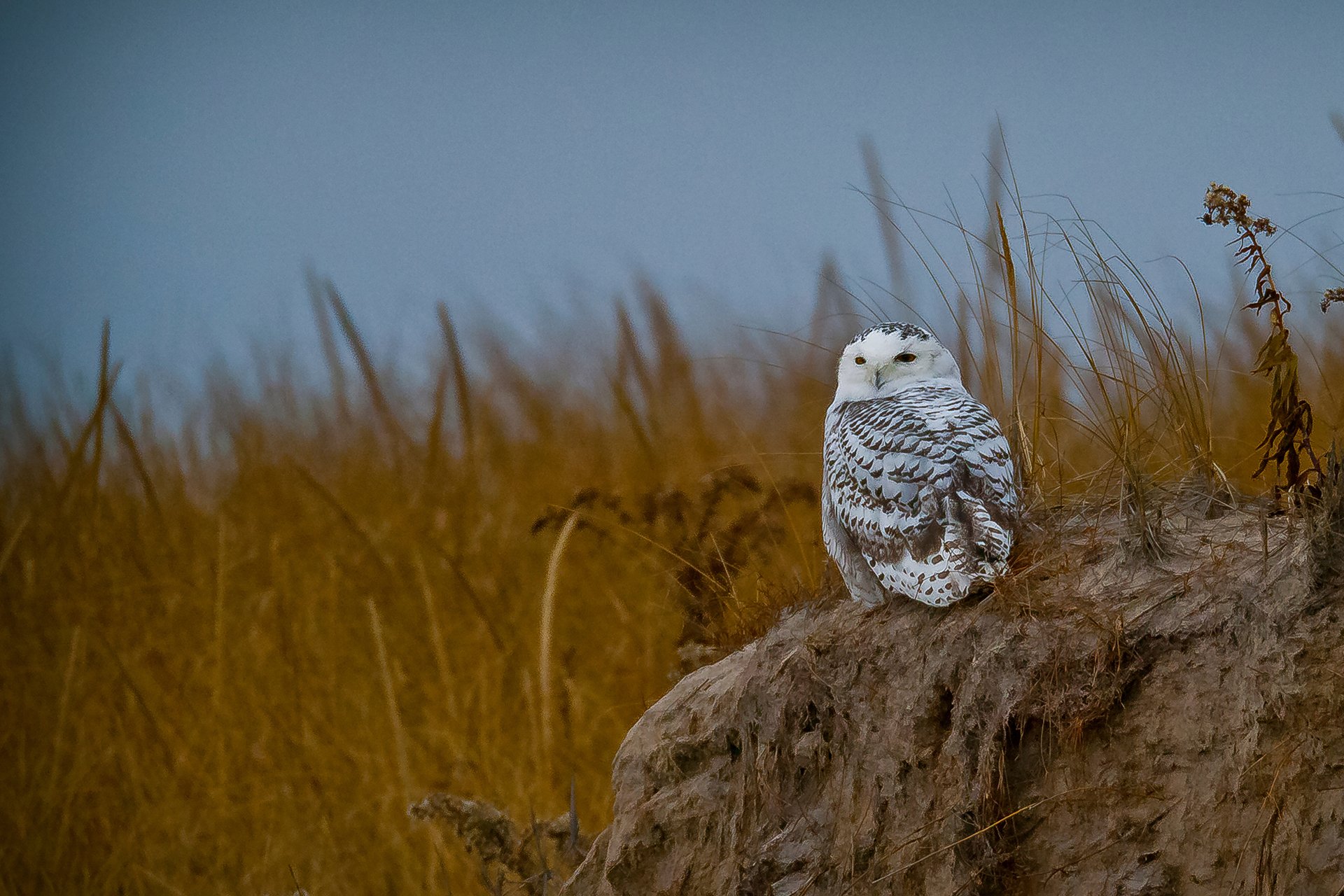 Snowy Owl on Sitting on Rock