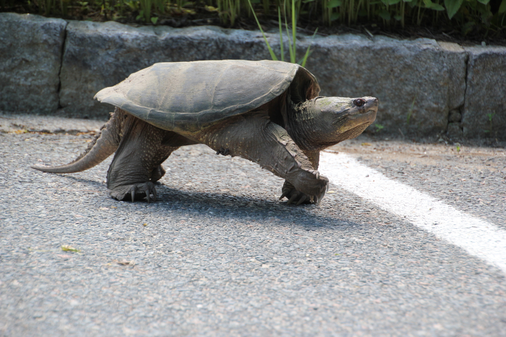 snapping turtle crossing road