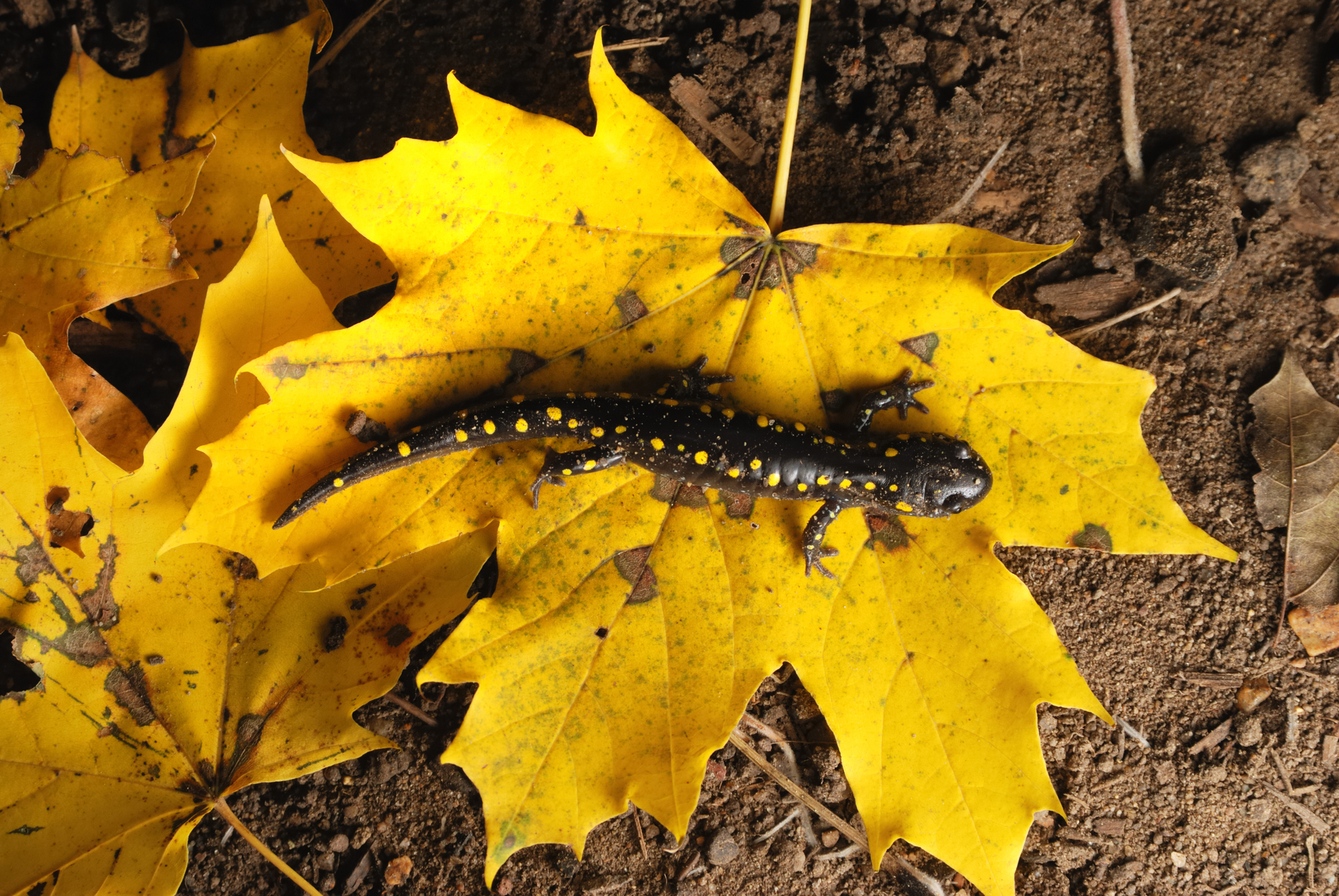 Spotted Salamander on yellow leaf