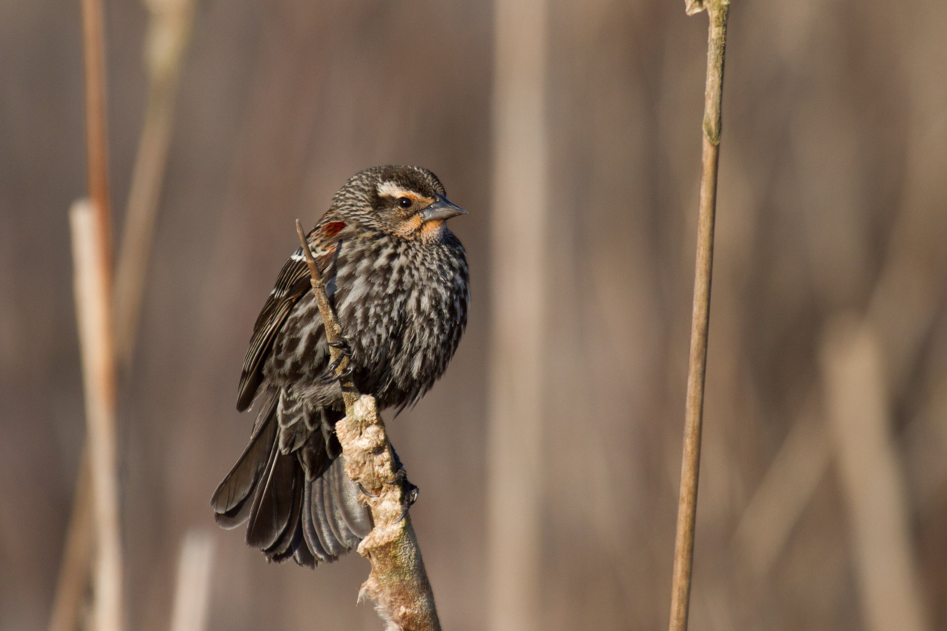 Female red-winged blackbird on reed