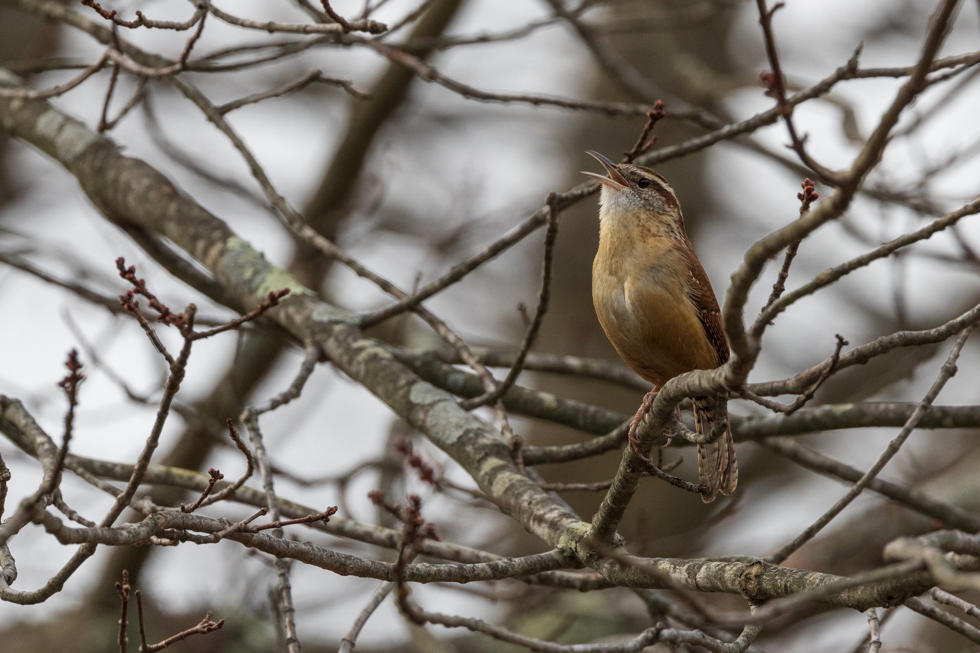 Carolina Wren perches among branches