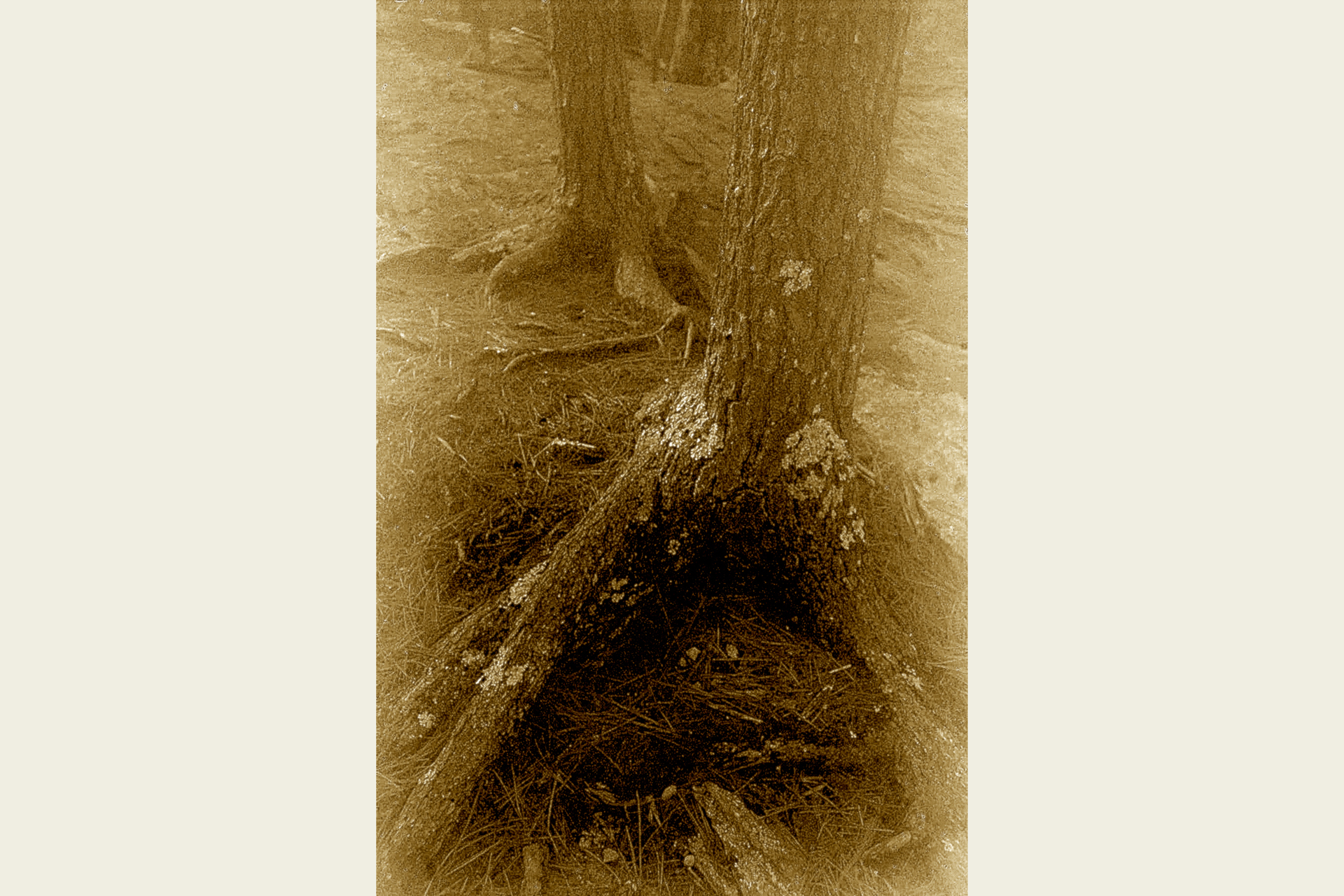Sepia photograph of the base and roots of a tree © Randy Johnson