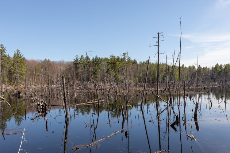 Pond with numerous dead trees standing throughout the water. On the far end on the pond stands green pine trees.