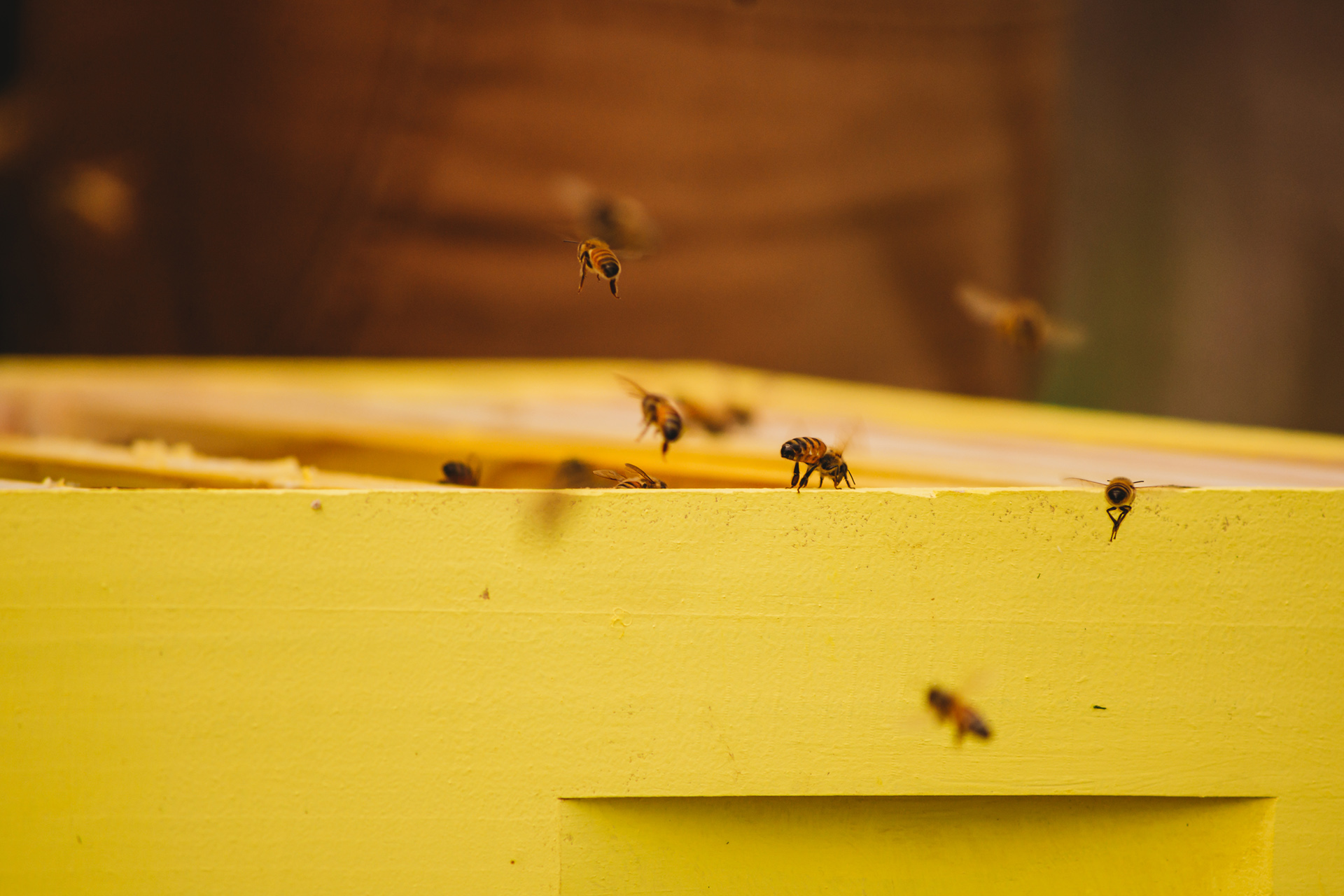 bees buzzing around a yellow beehive