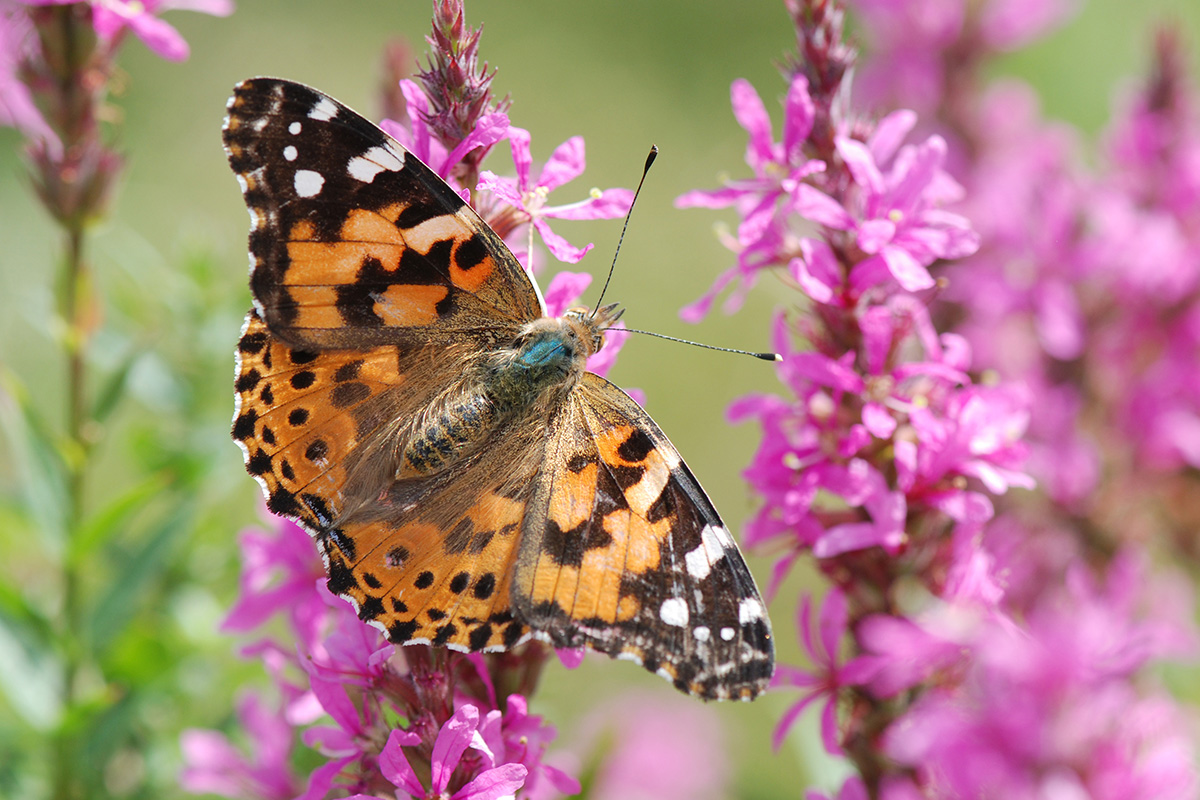 Orange butterfly with black dots on a pink flower