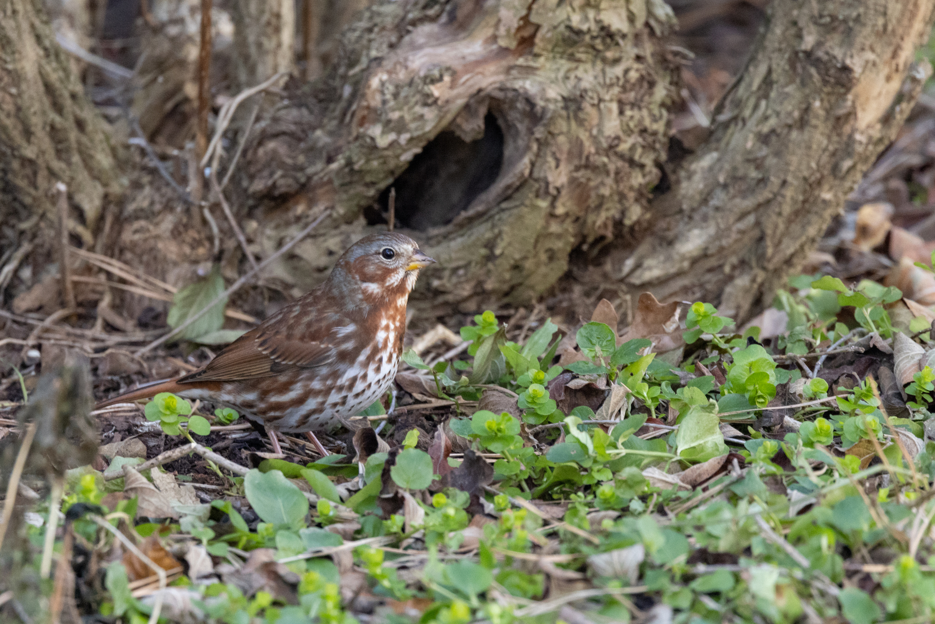 brown and white bird on ground