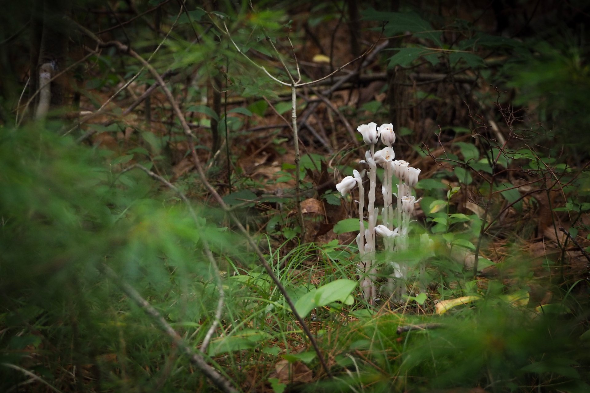 ghost pipe growing in forest