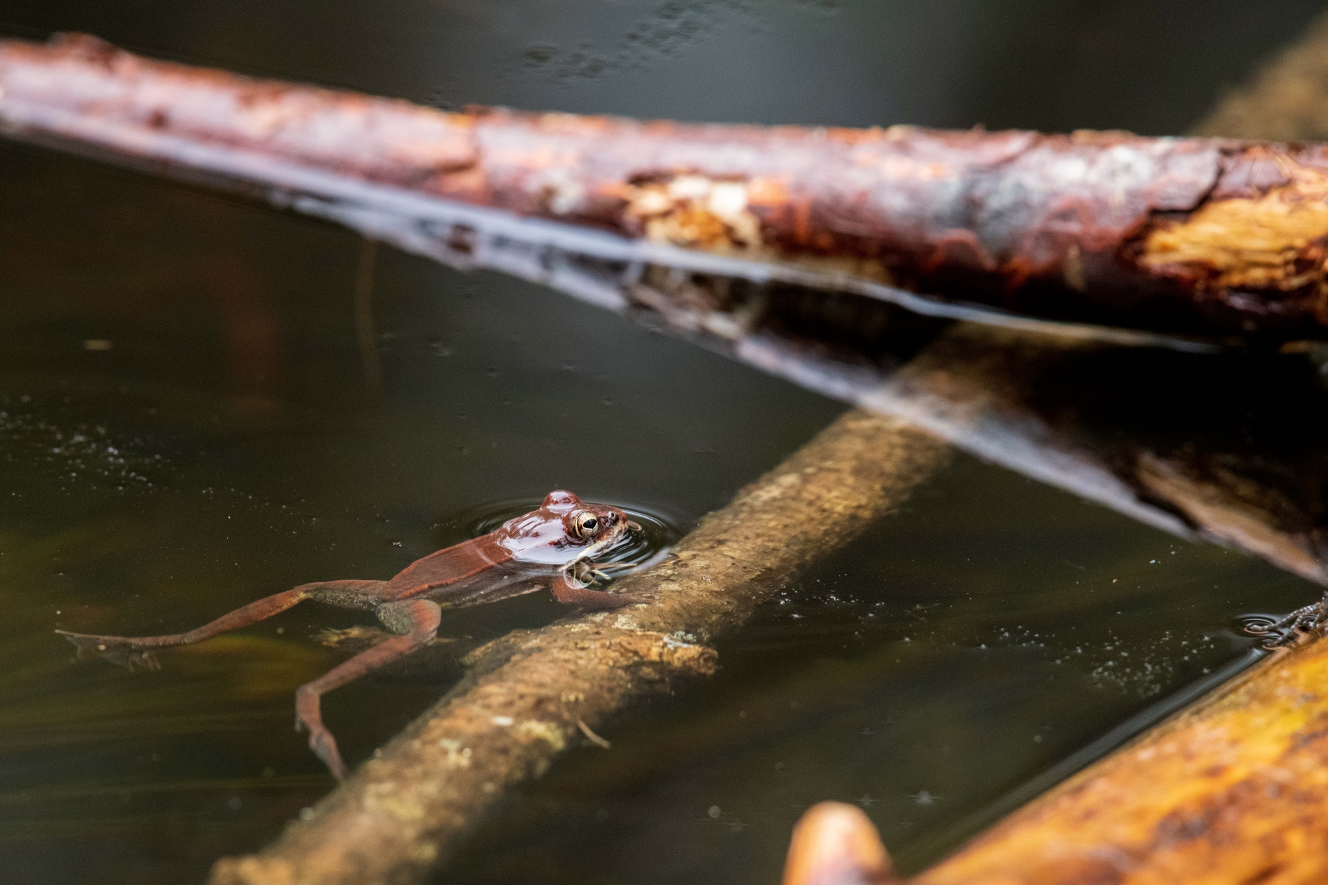 A brown frog with just it's head out of the water and front hands on a stick in the water.