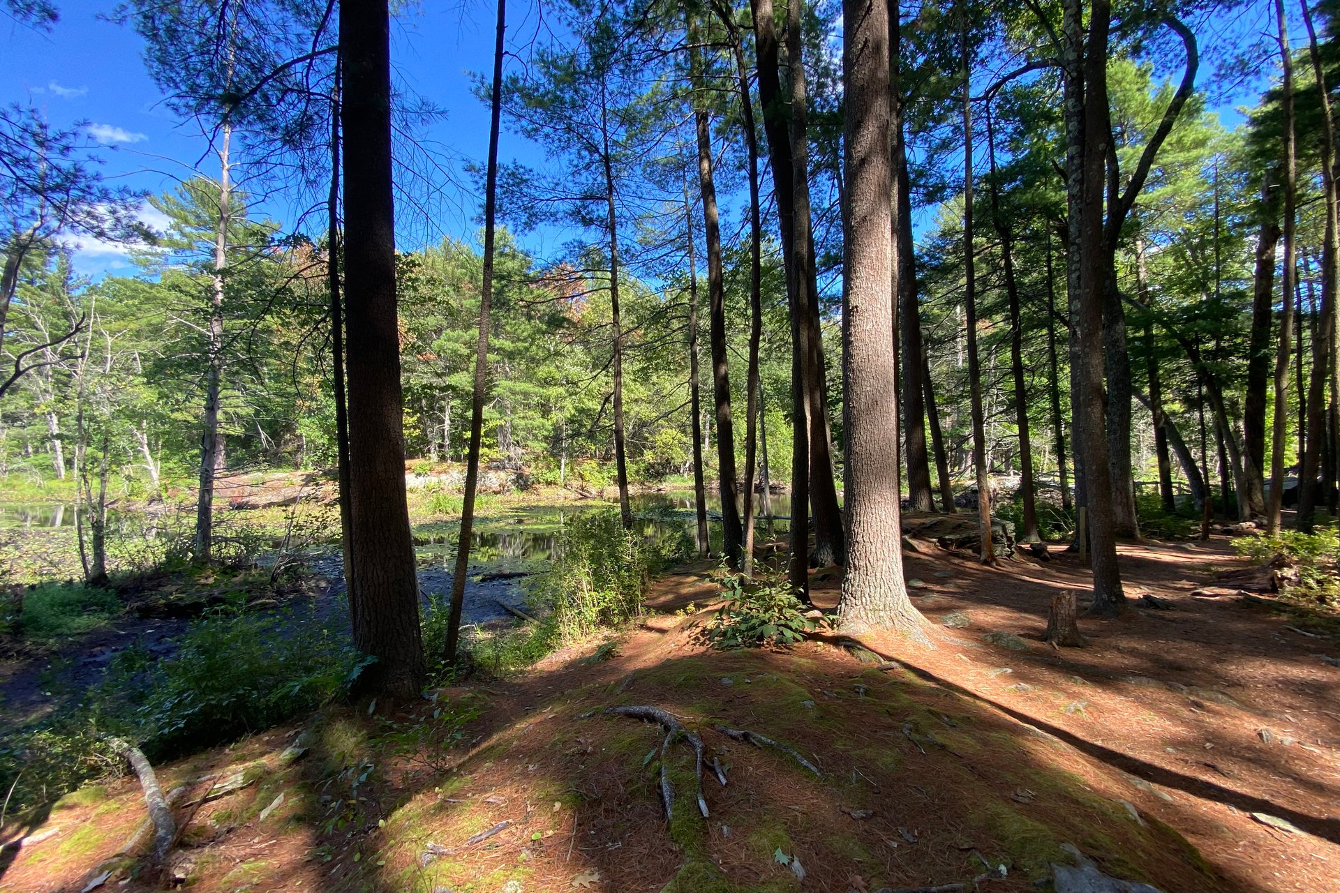 Trail through forest at Broadmoor