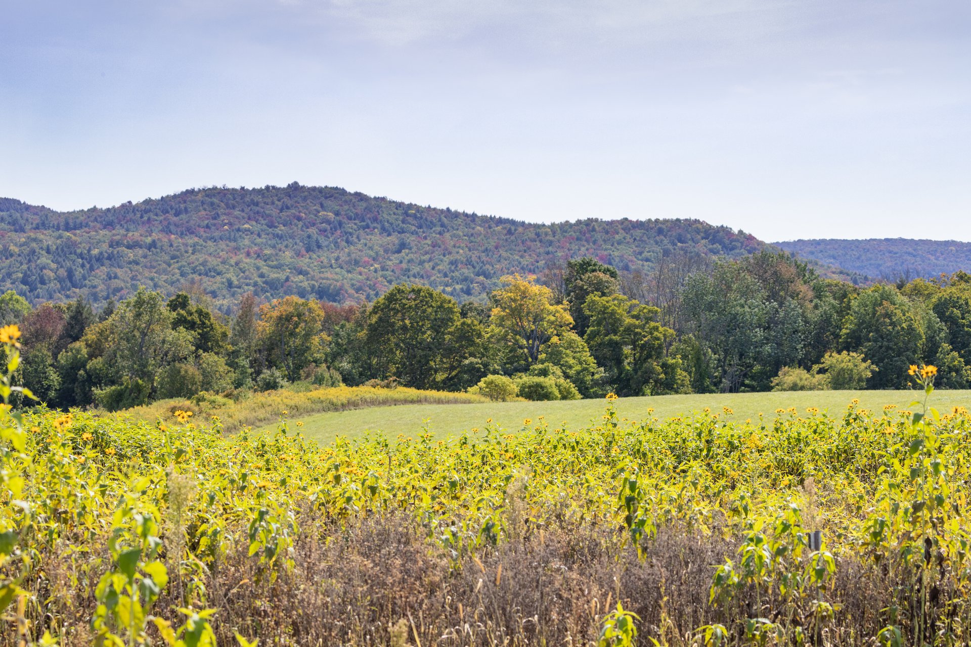 A bumpy, tree-covered mountain in the background with a fresh cut field and sunflowers in the foreground.