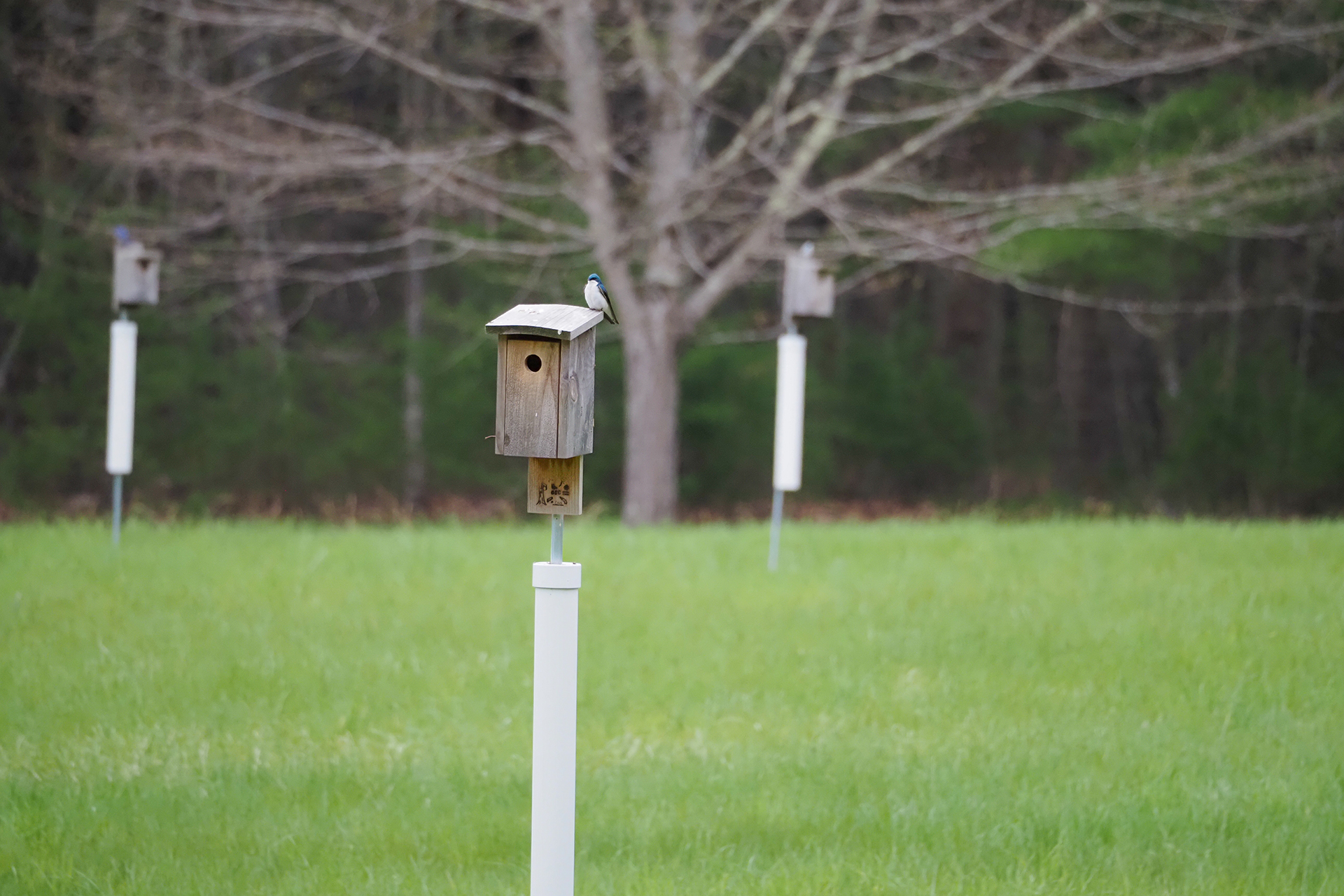 Three bird houses scattered in an open field.