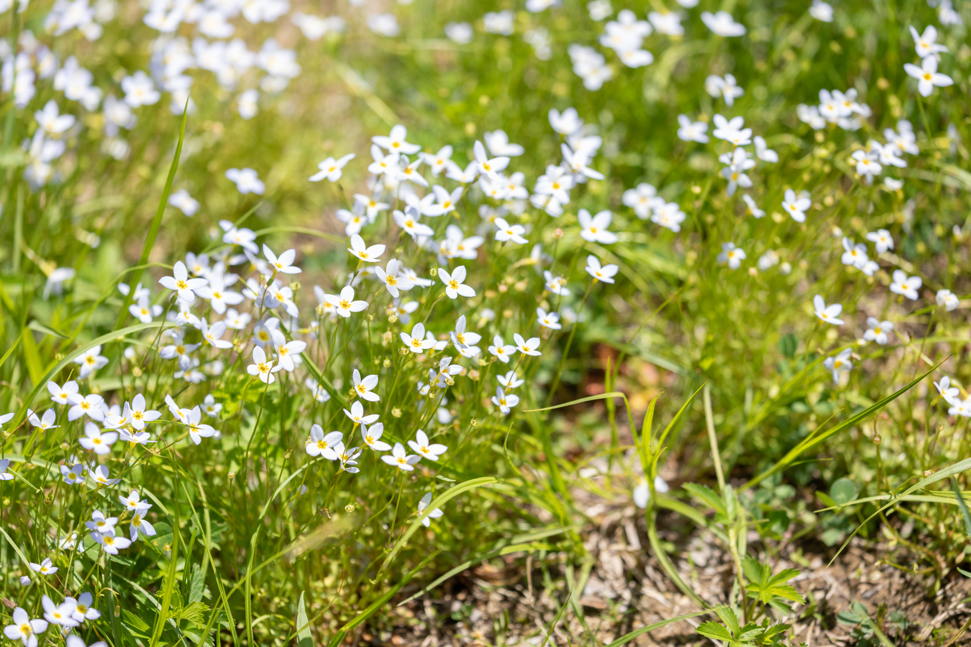 A patch of small, white flowers in the grass.