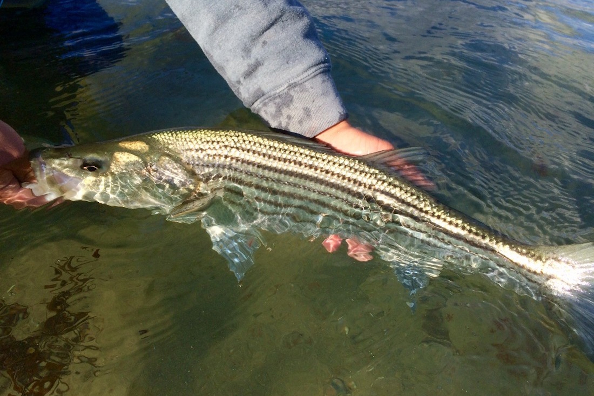 Striped Bass held in hand just under surface of the water