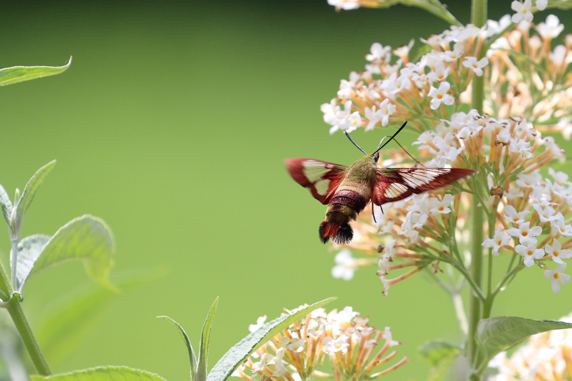 A Hummingbird Moth extends its proboscis into a cluster of white blossoms.